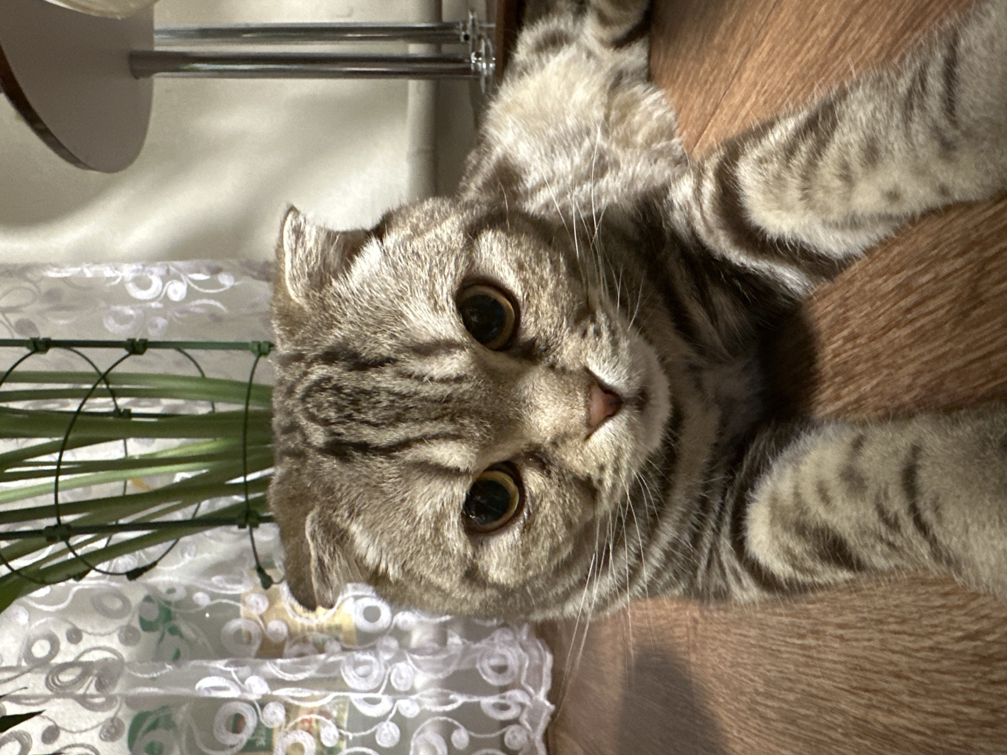 Scottish Fold cat observed lounging indoors for one hour