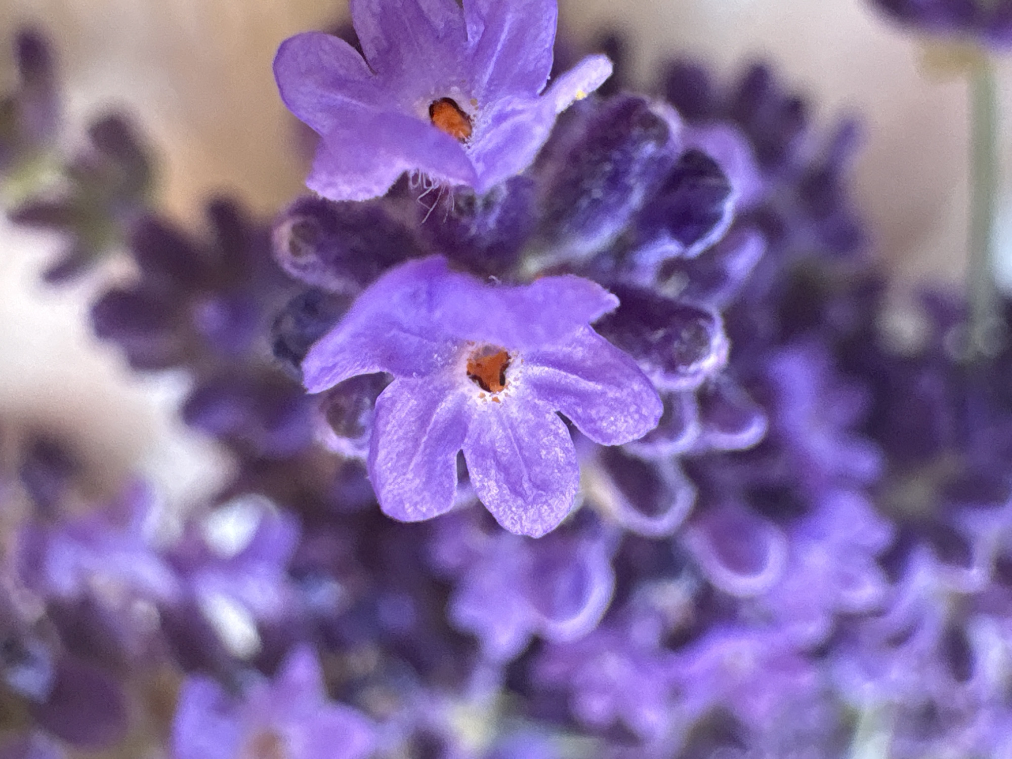 Lavender in bloom, close up near Nesebar