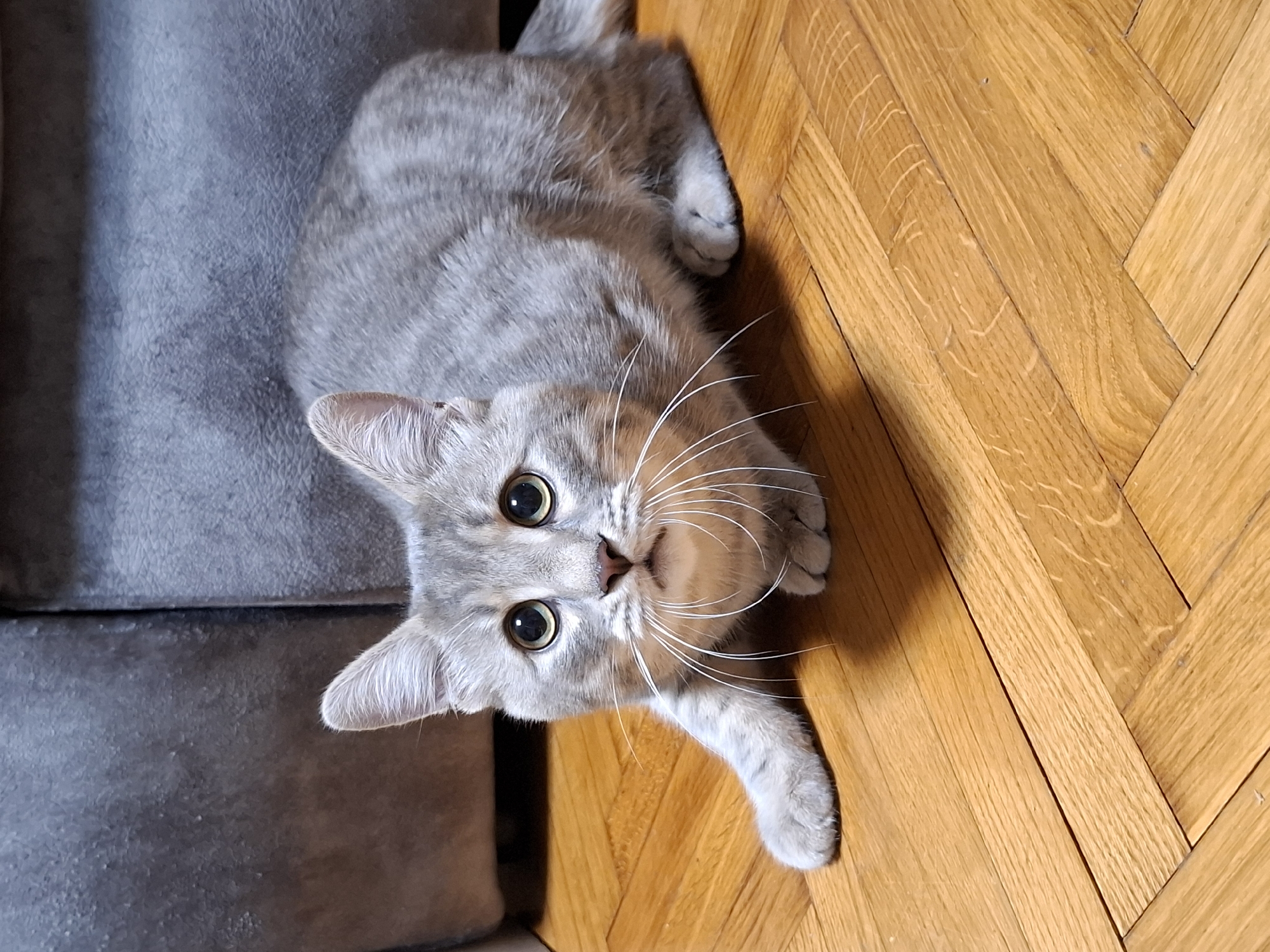 Grey tabby cat rests on sofa in Novi Sad home