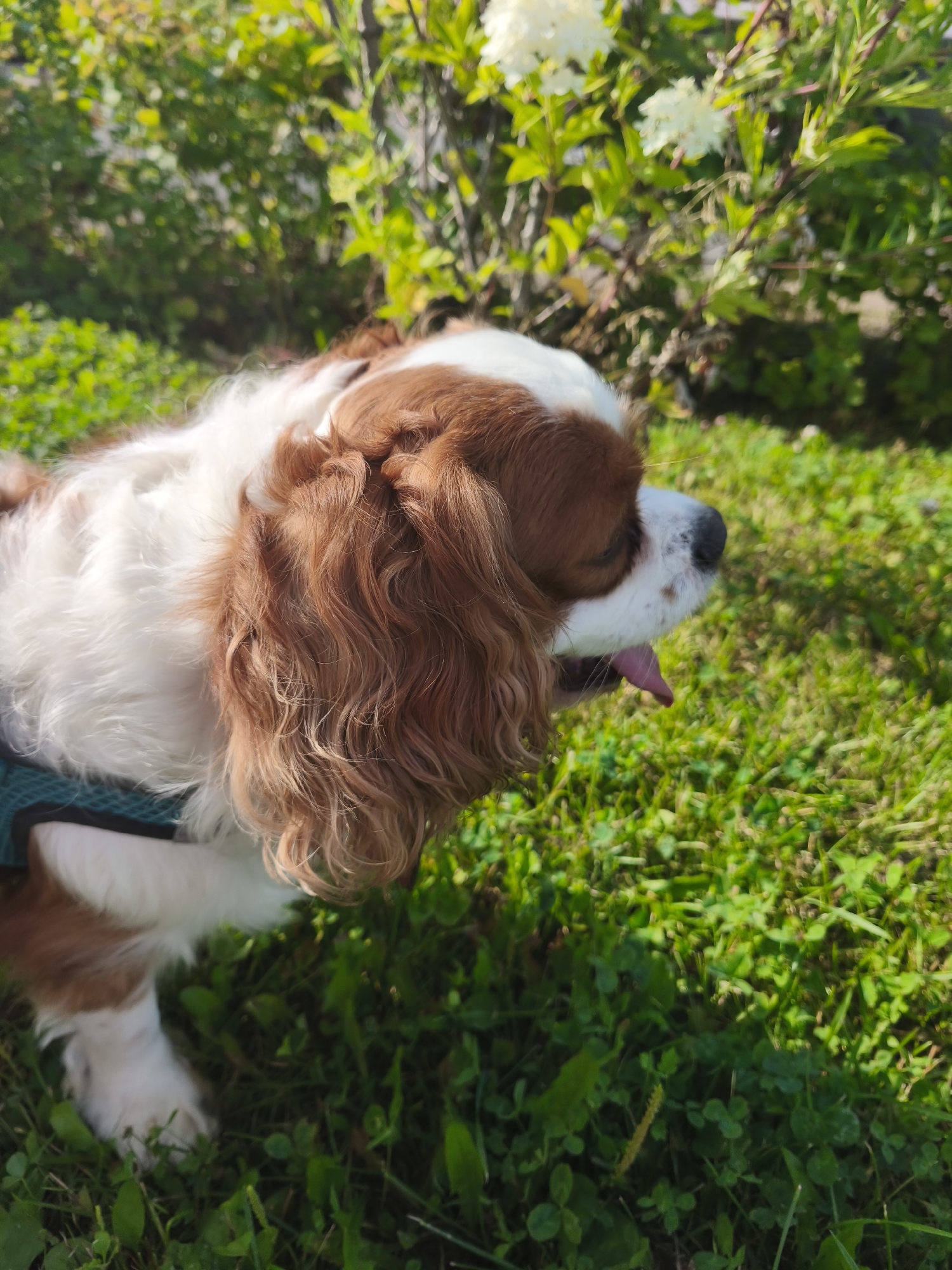 Cavalier King Charles Spaniel afternoon walk in Moscow courtyard