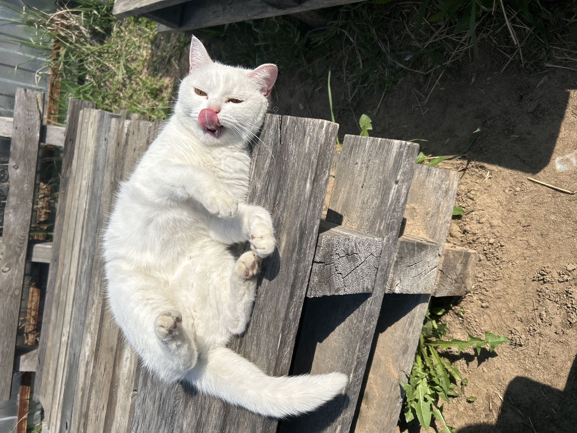 Morning outdoor activities captured in Chaikovsky, Russia