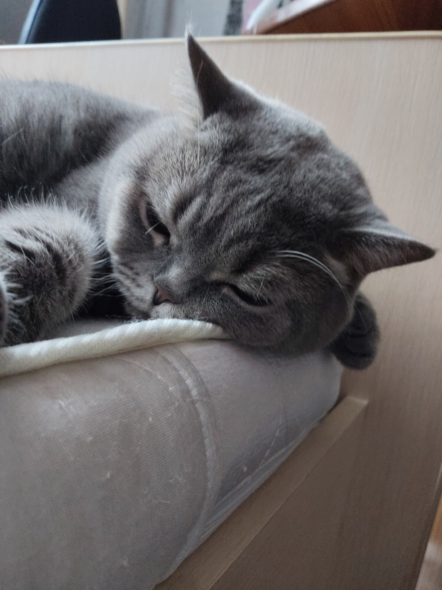 Gray cat naps on cushioned surfaces in Perm home