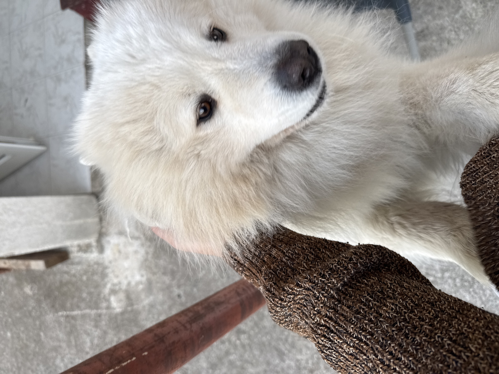 Samoyed dog photographed in close-up shots in Montenegro