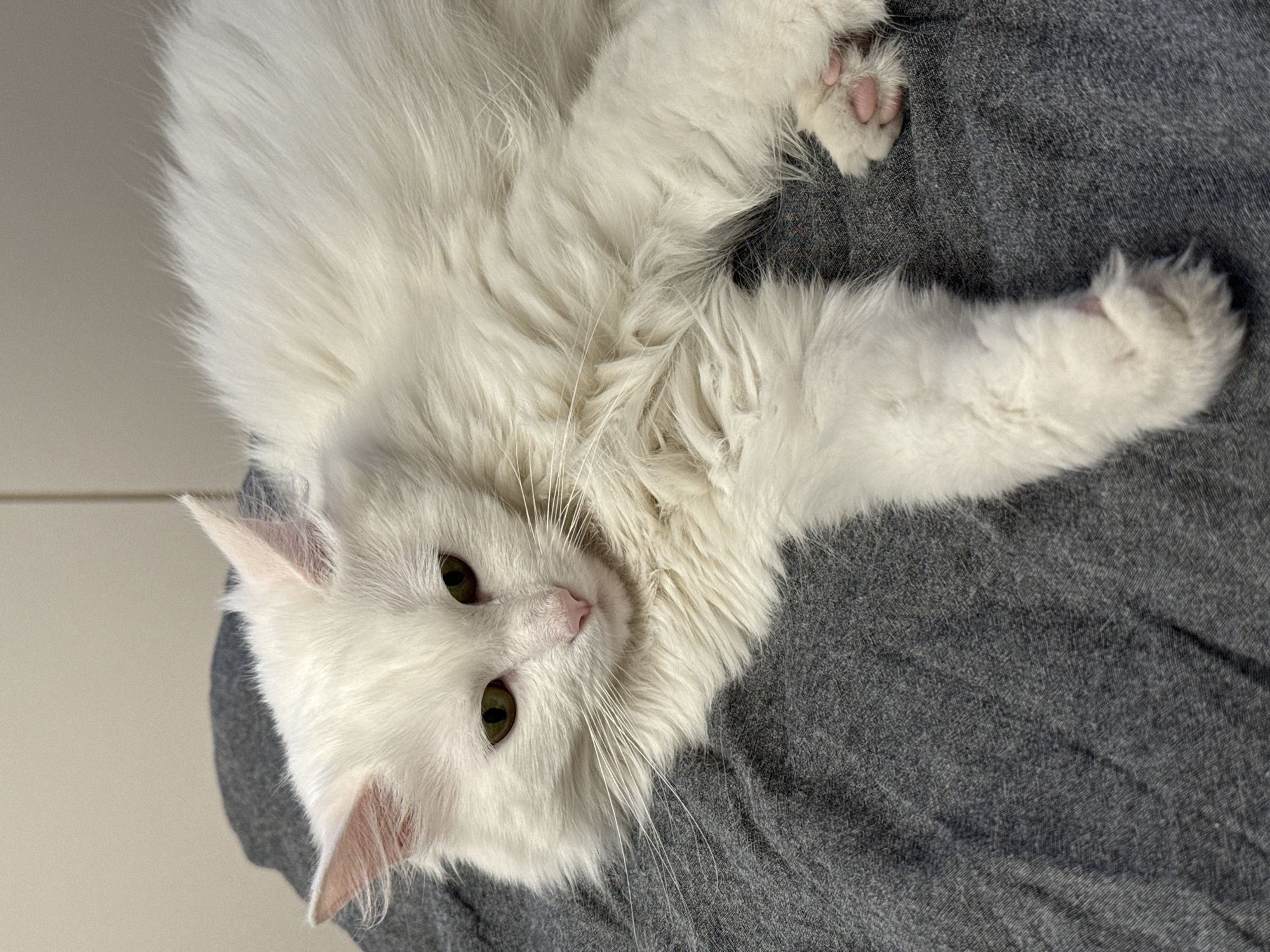 Domestic cats observed in routine daily activities over 82-minute period