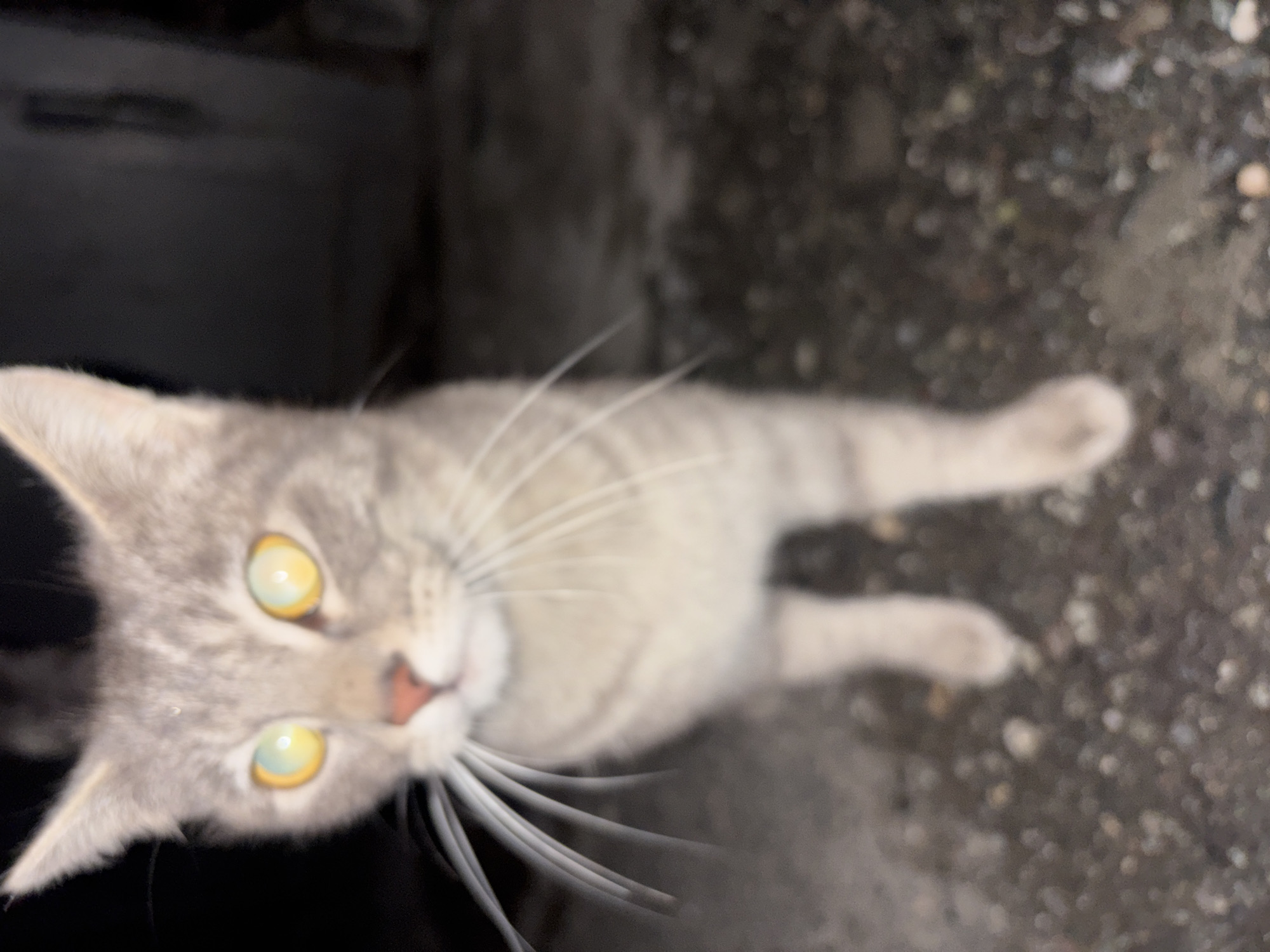 Gray tabby cat spotted on Yerevan sidewalk