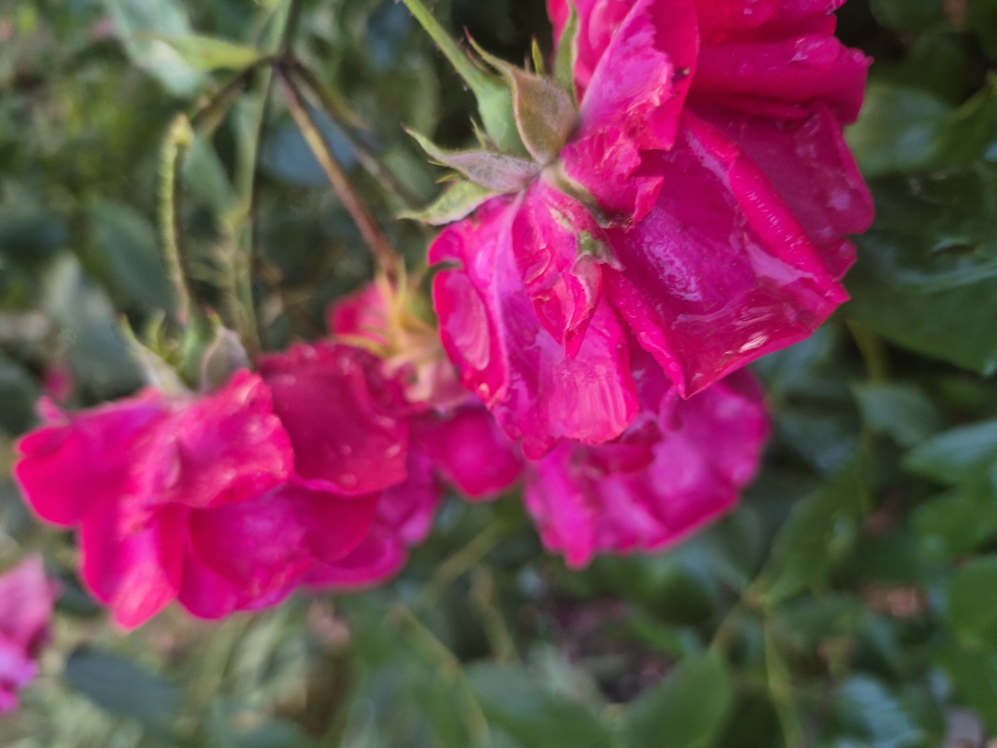 Rain-soaked garden in full bloom, flowers and fauna up close