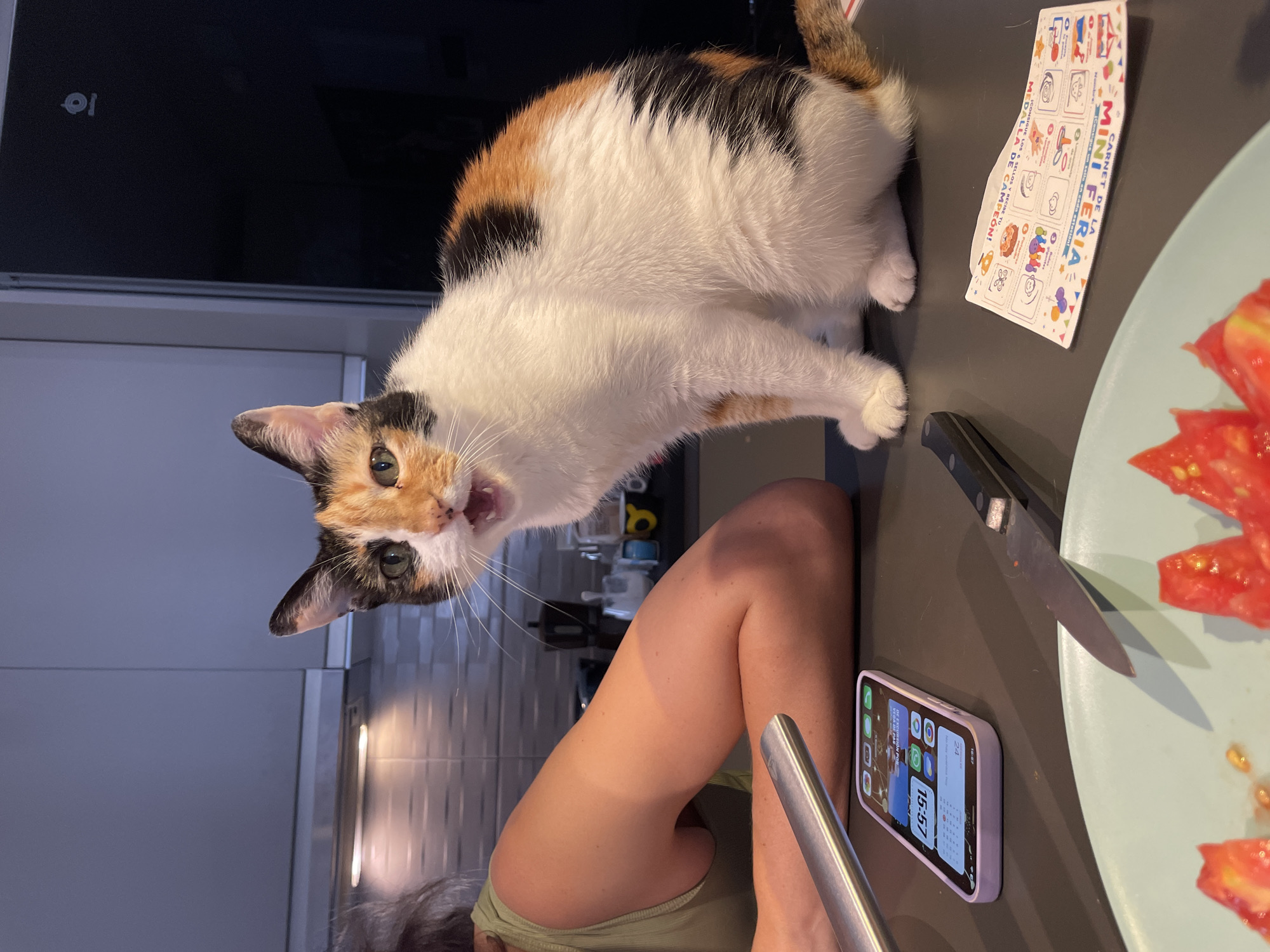 Calico cat on a countertop, mouth open, Sagunto