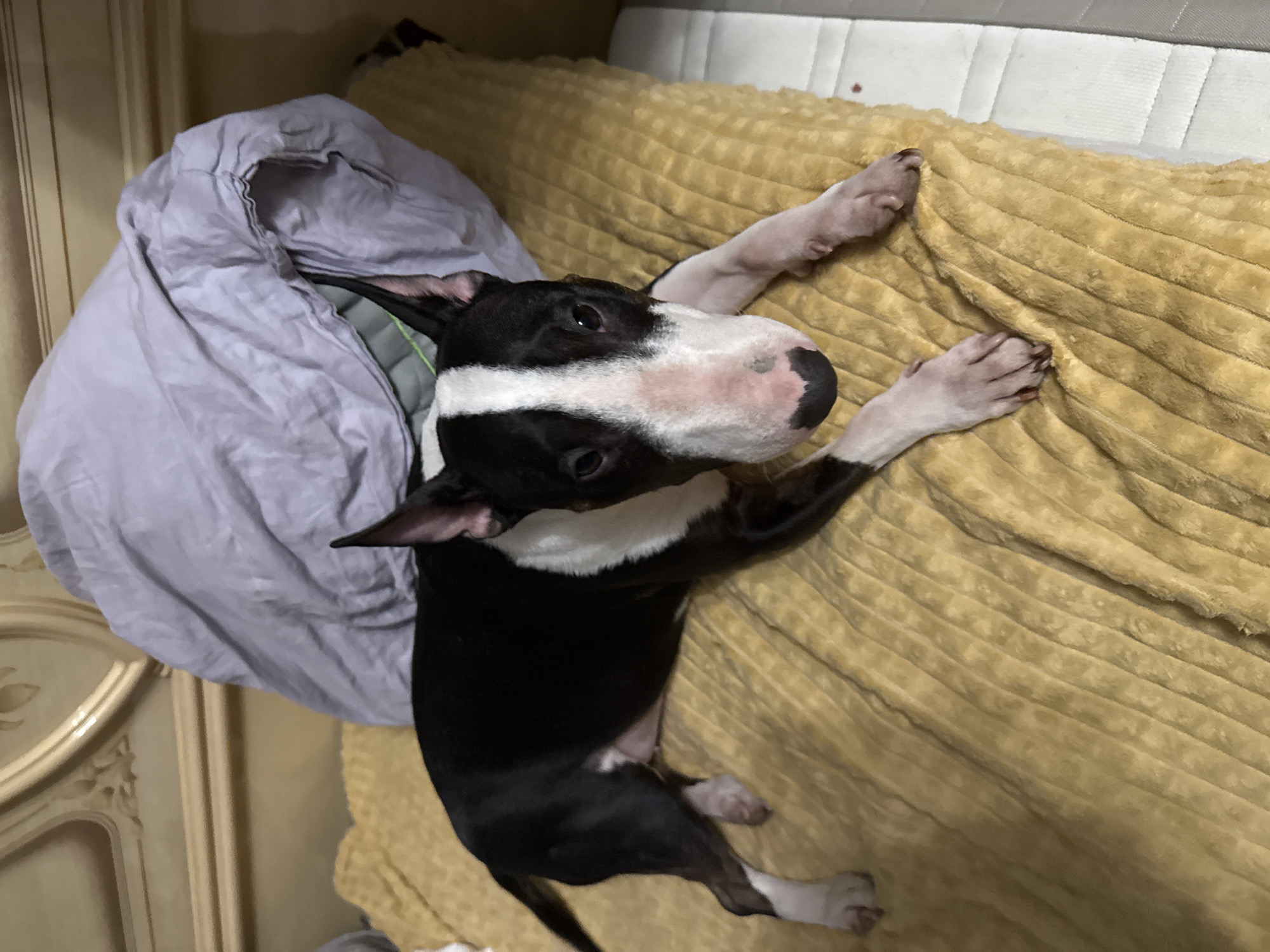 Bull terrier rests on yellow blanket in Moscow bedroom