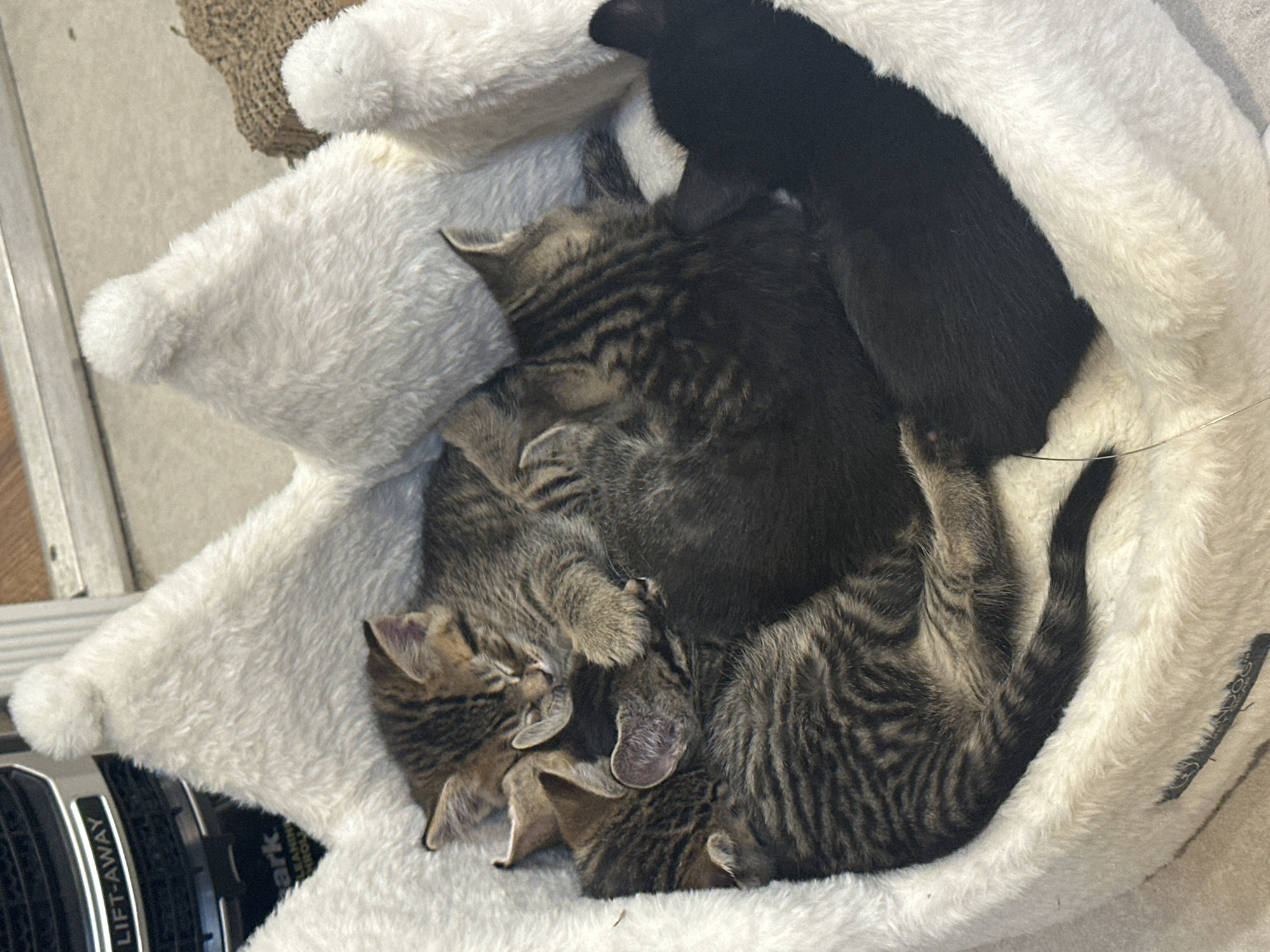 Kittens sleep peacefully together in fluffy bed, Coquitlam