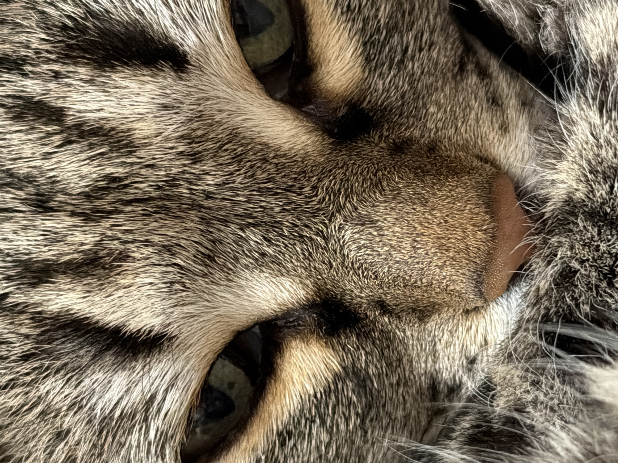 Tabby cat photographed resting on bedding in Izhevsk