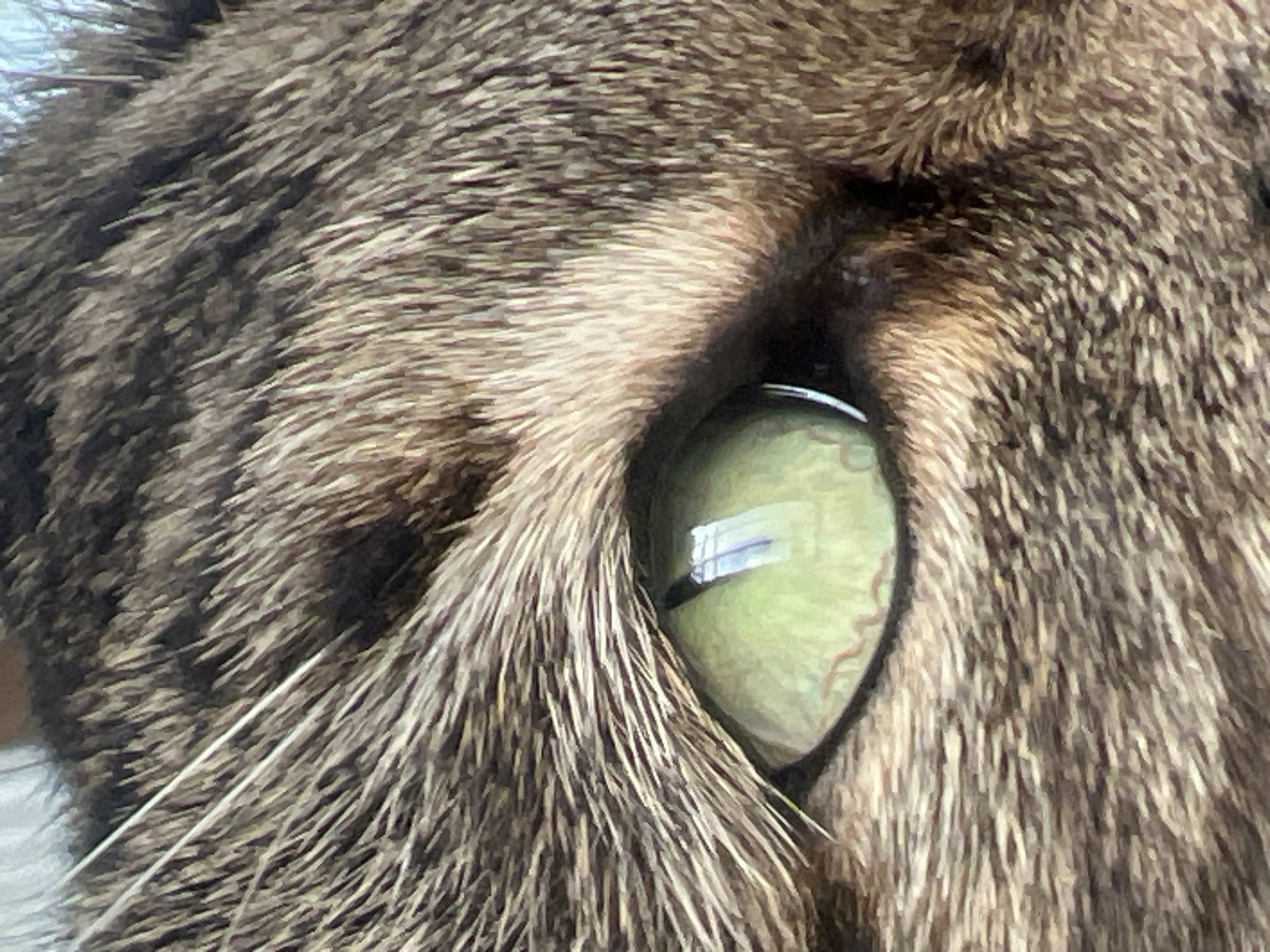 Cat photographed in close-up detail in Karnobat, Bulgaria