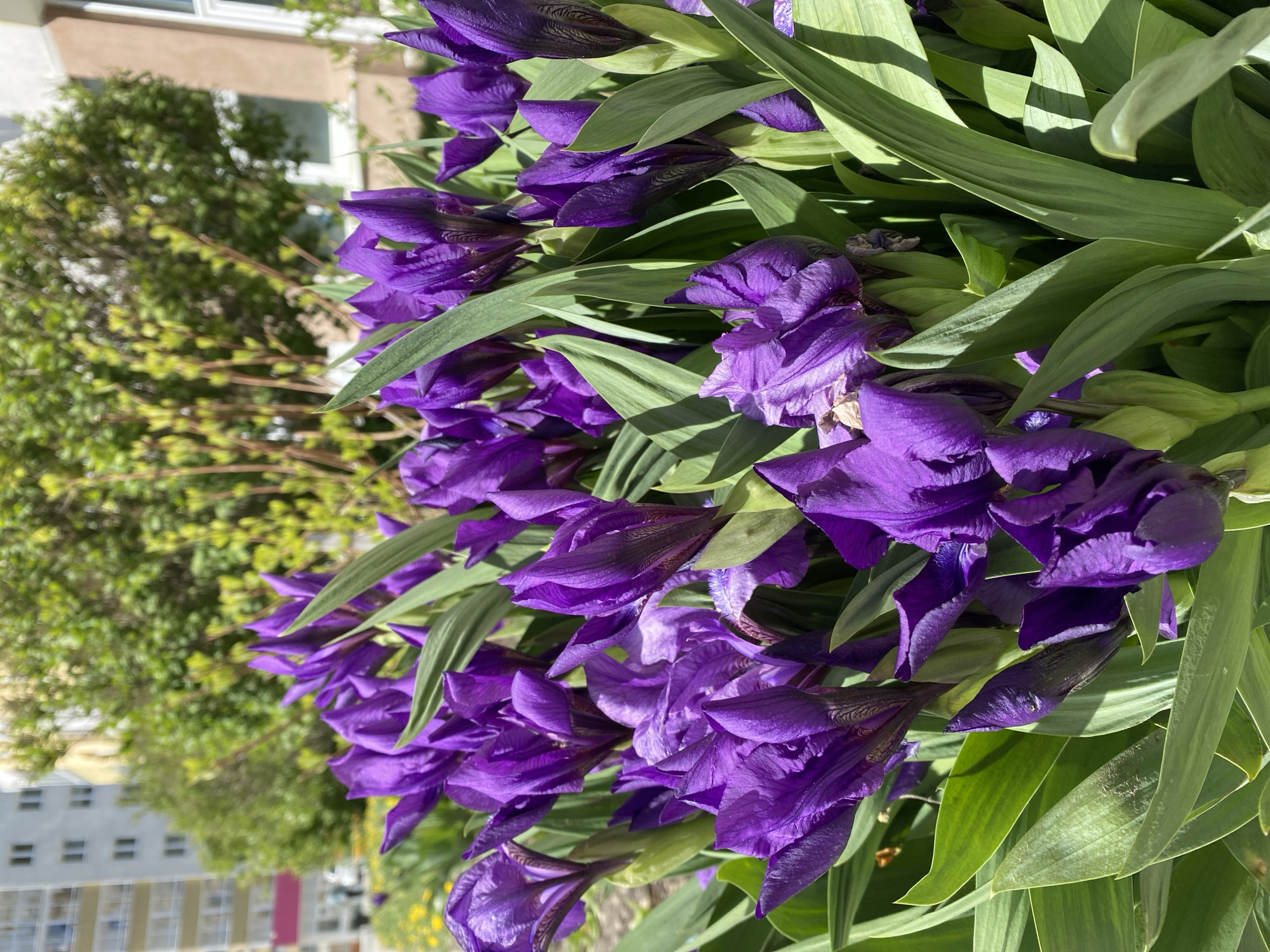 Spring flowers bloom in Yekaterinburg gardens and fields