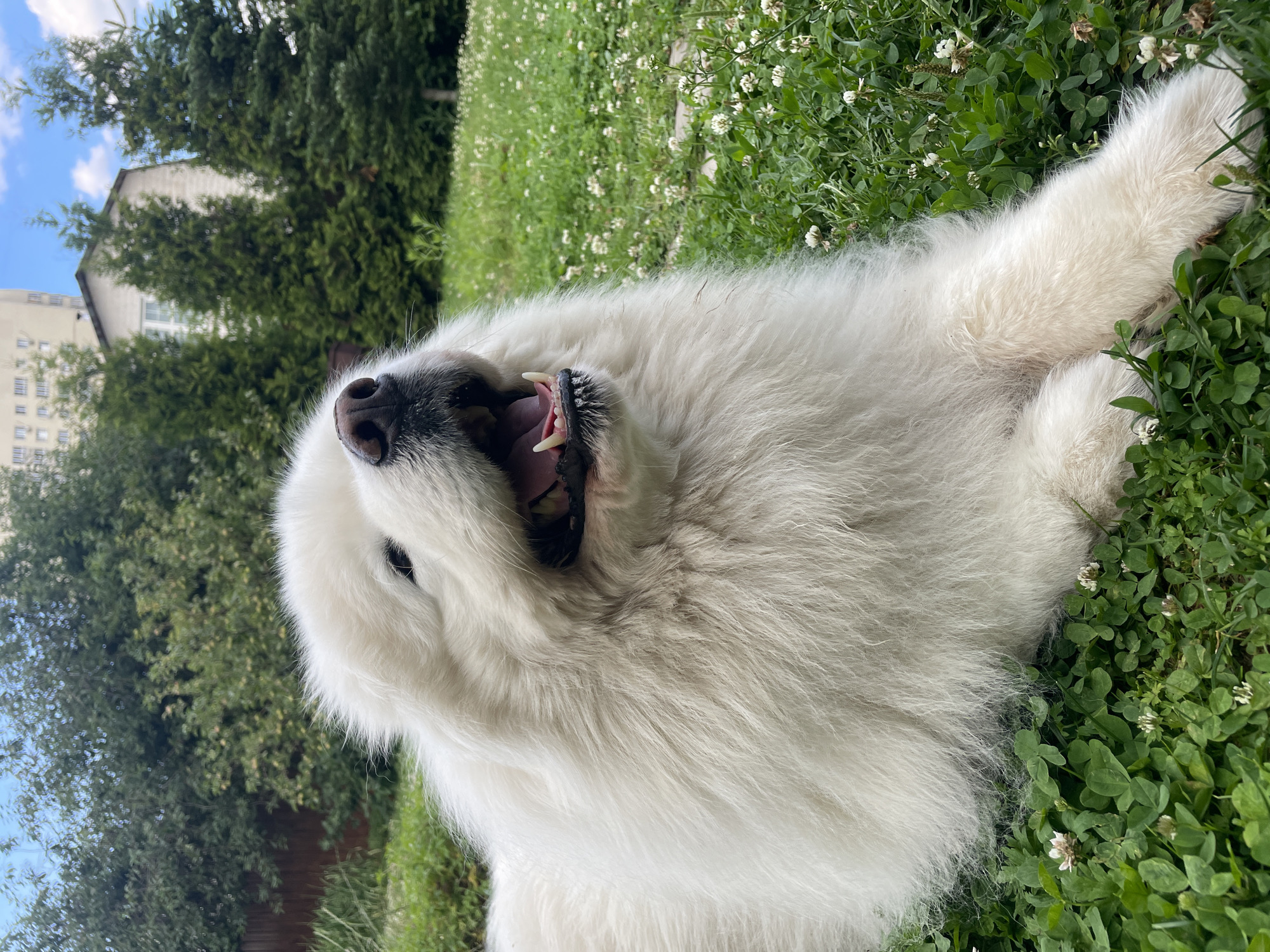 Samoyed relaxes in a clover field on a summer afternoon