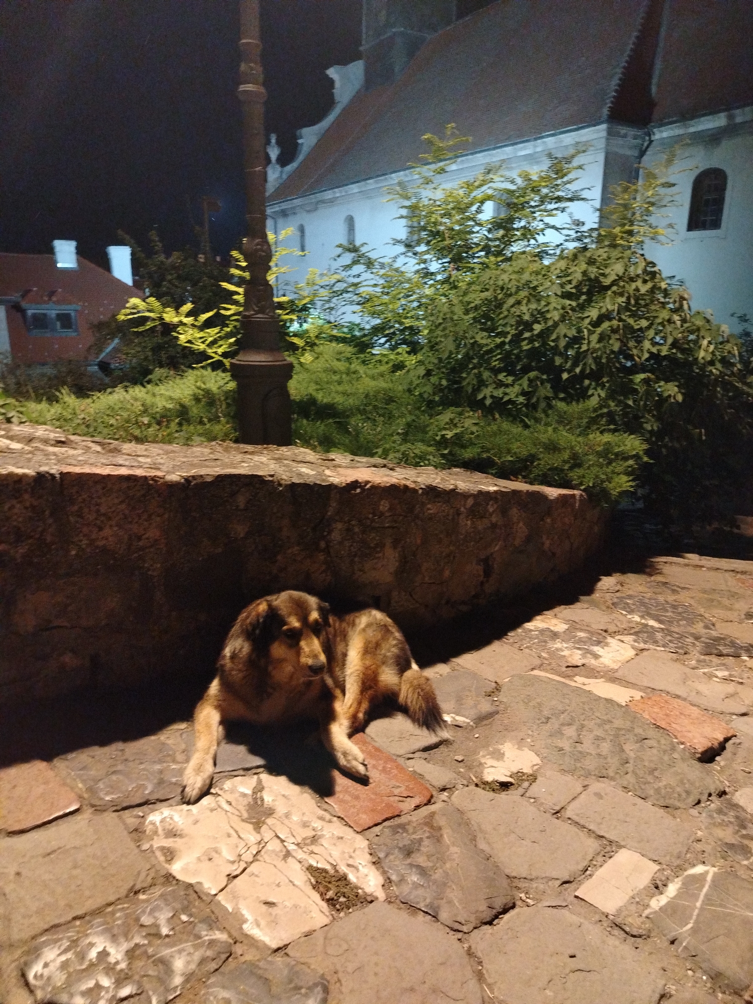 Night concert at Petrovaradin, with a dog resting nearby