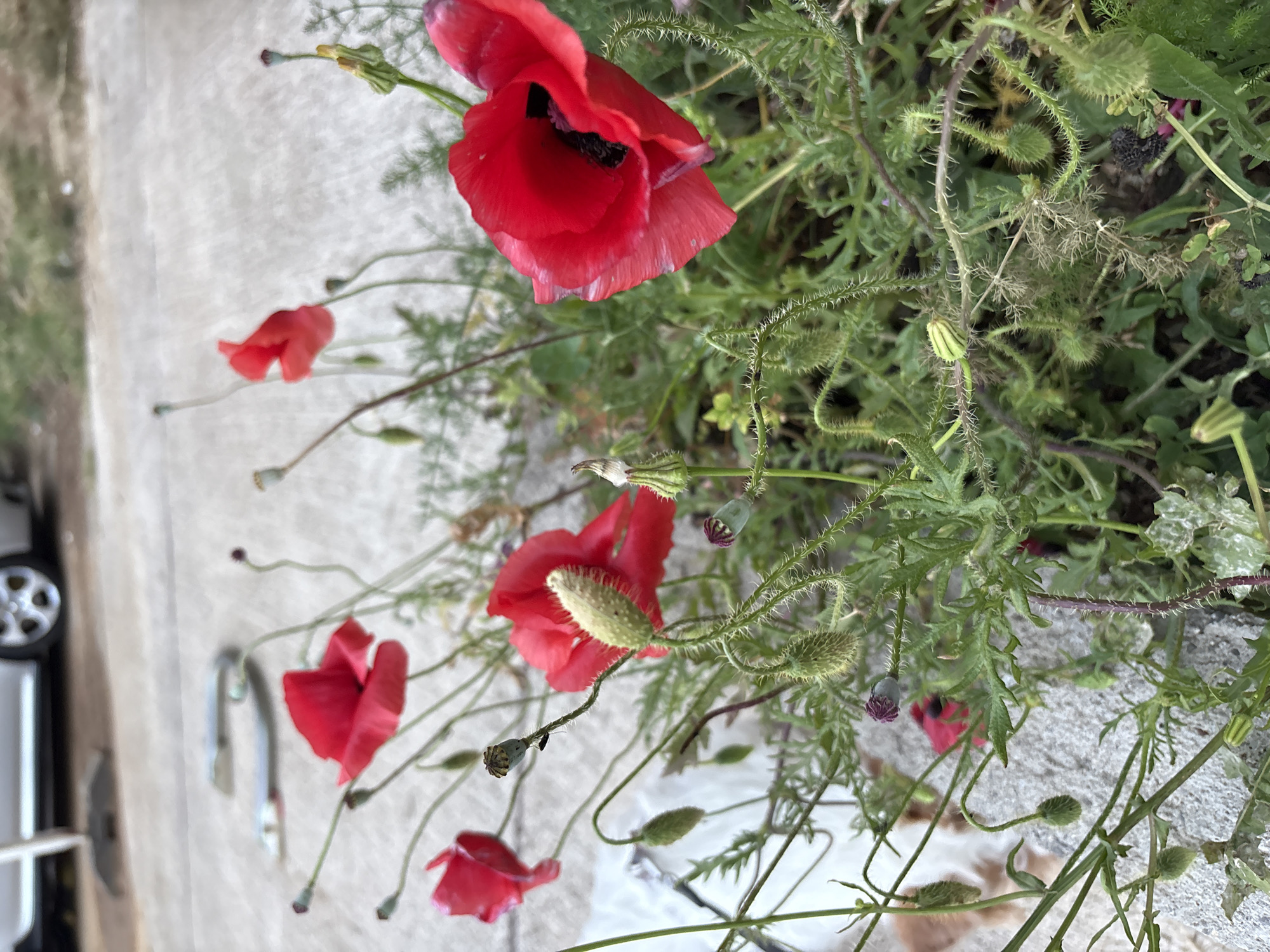 Red poppies bloom across Montenegro coastal region
