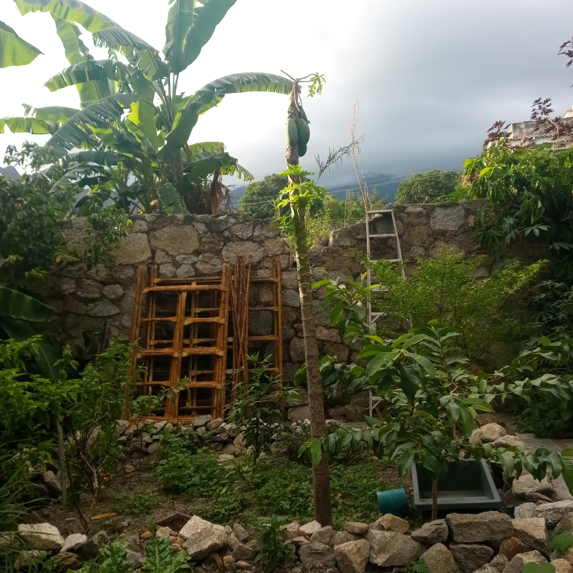 Evening garden tour documented across El Limón, Venezuela