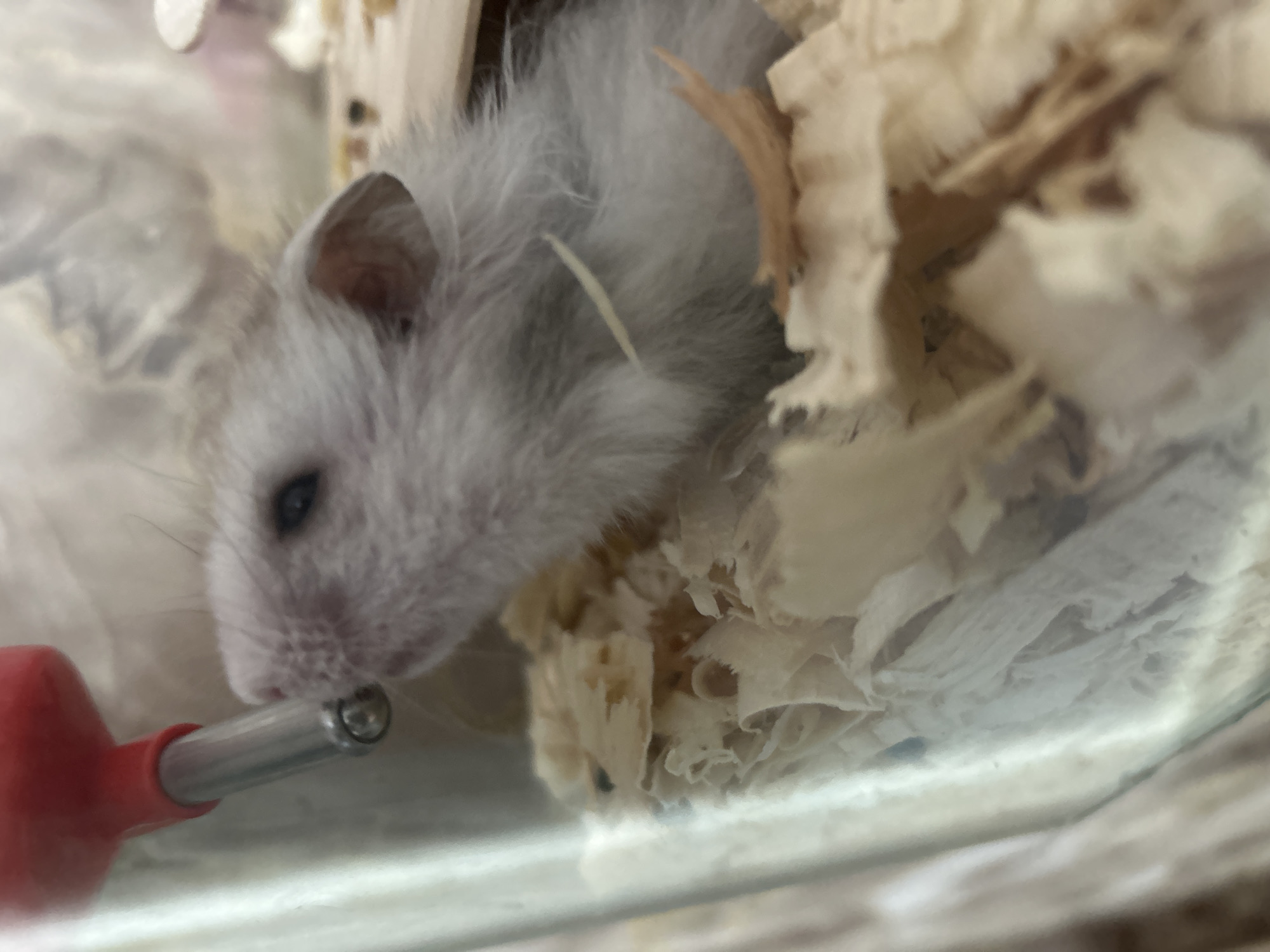 Pet hamster drinks water in cage, Dobrich Bulgaria