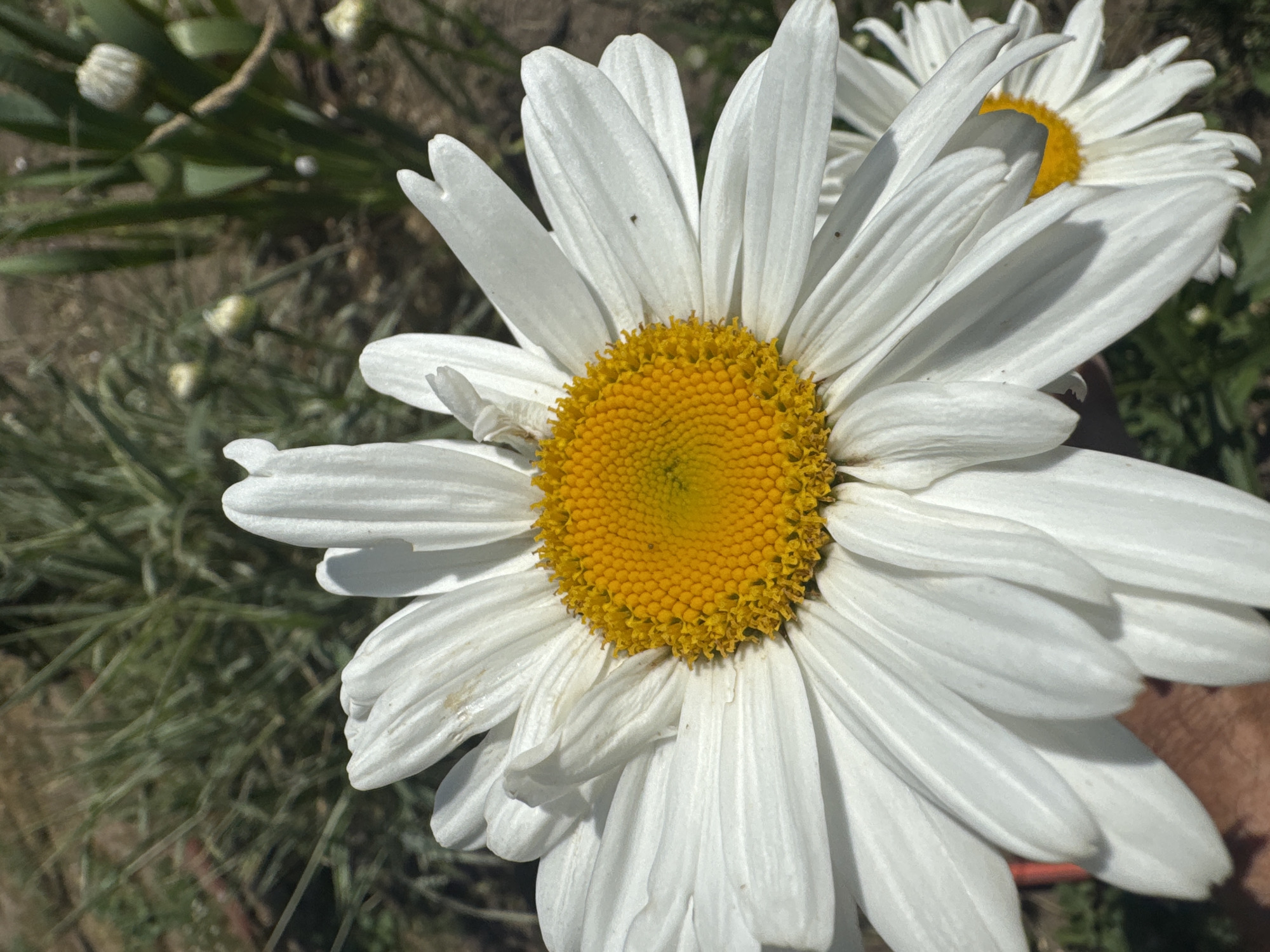 White daisies in bloom, from bud to full flower