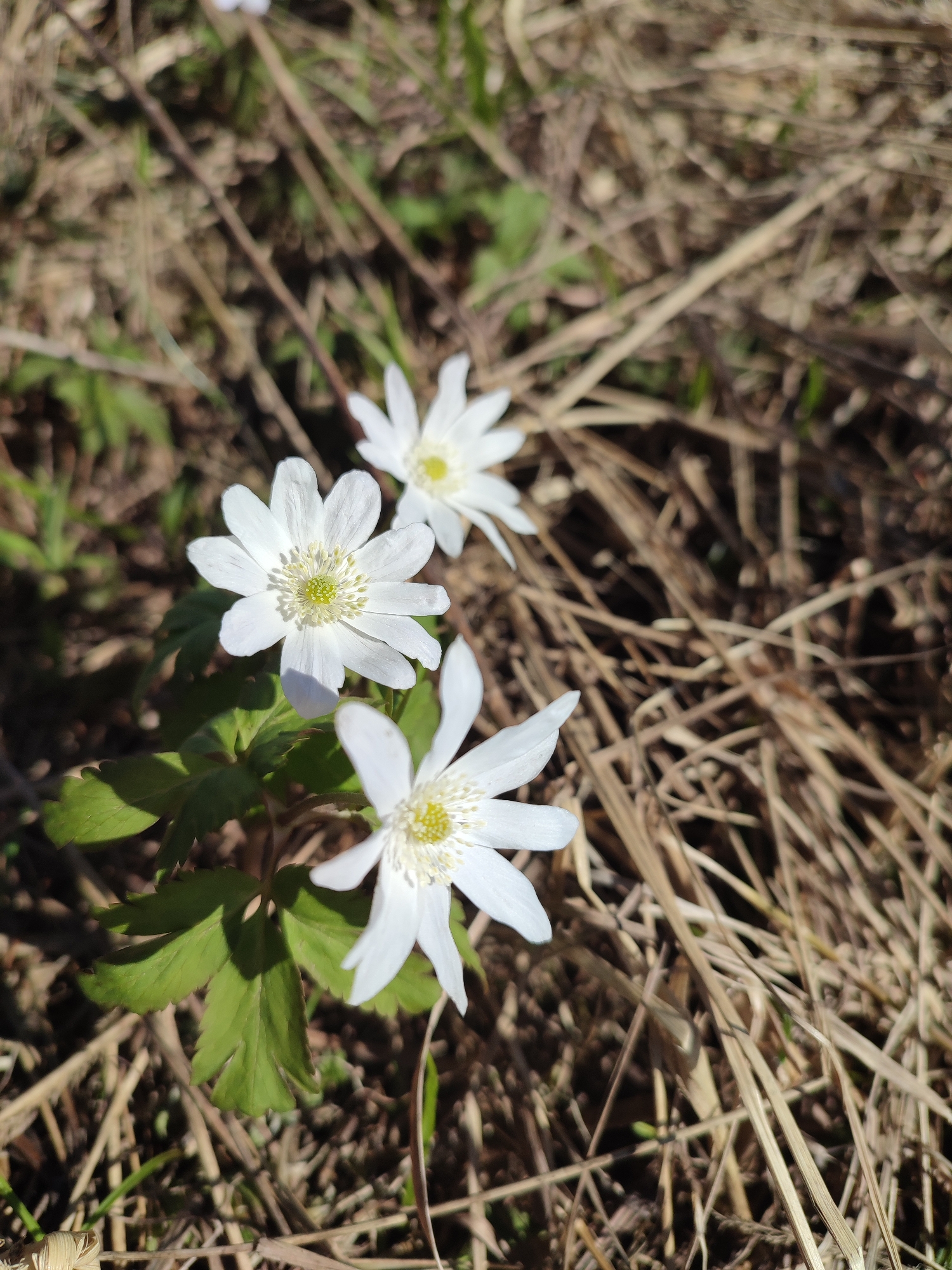 Spring anemones bloom in rural field near dirt road