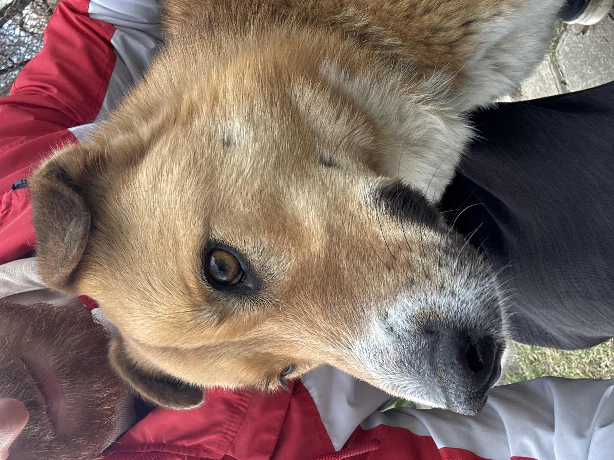 Dog and motorcycle rider captured in rural Belarus