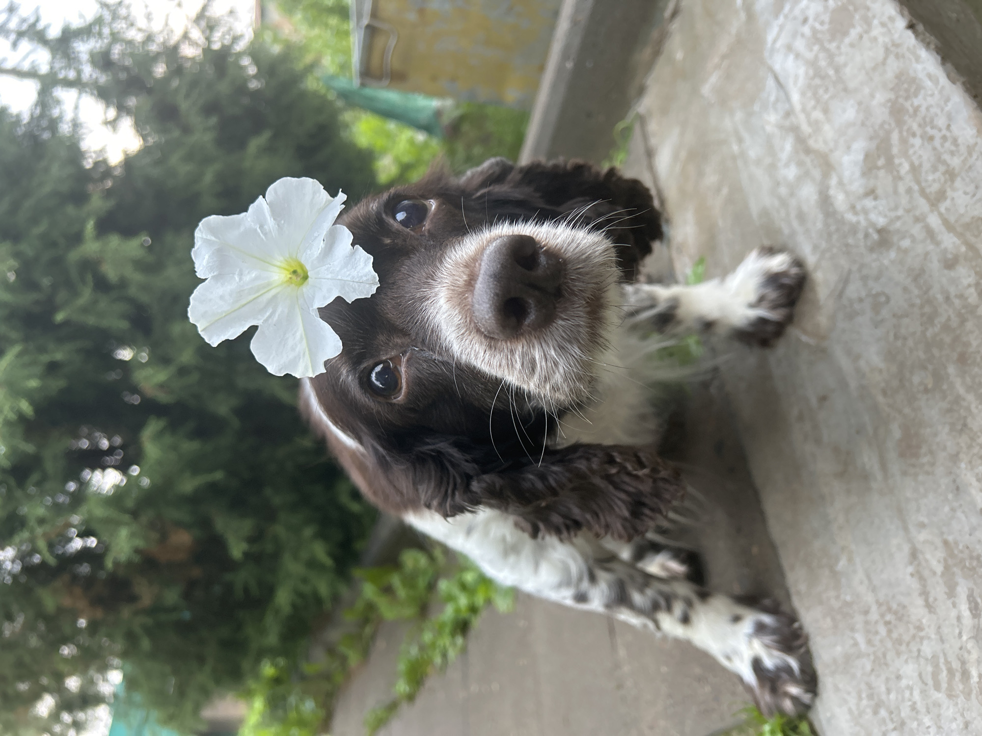 Springer Spaniel wearing a flower, photographed up close in Russia