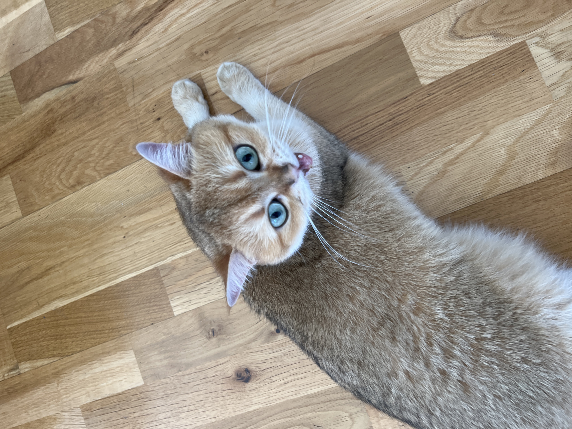 Blue-eyed cat mid-yawn on wooden floors in Montenegro