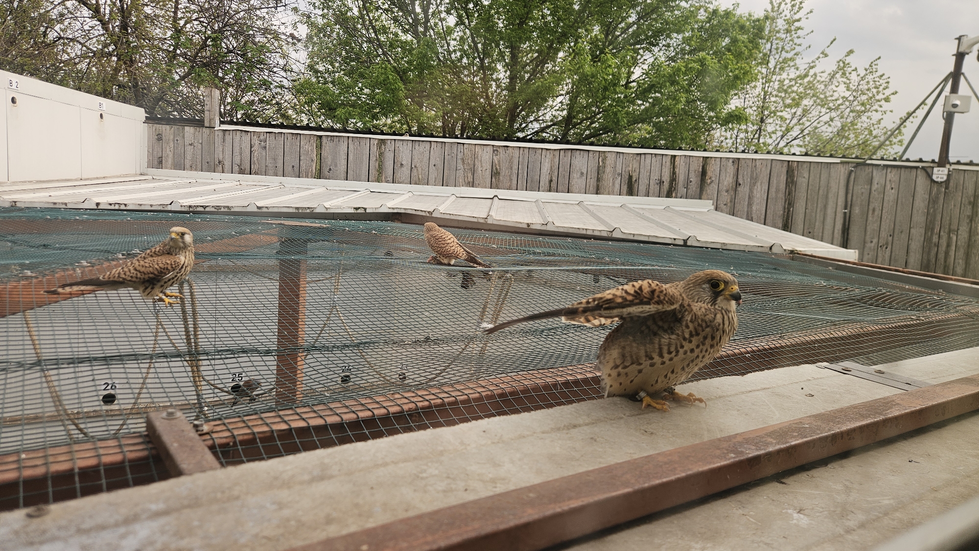 Birds observed at wildlife facility in Stara Zagora