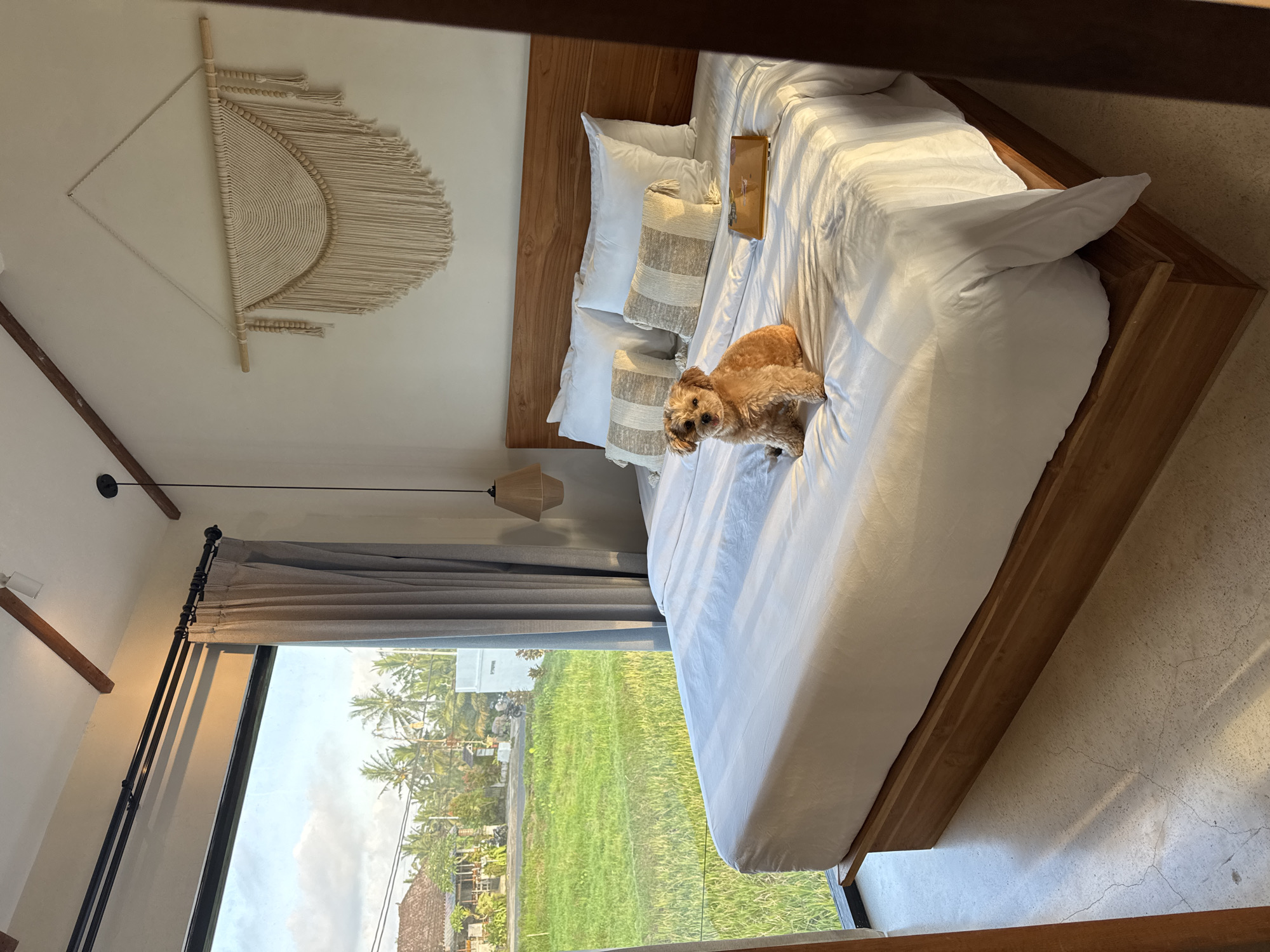 Lazy morning with a poodle at a Tegallalang rice paddy villa