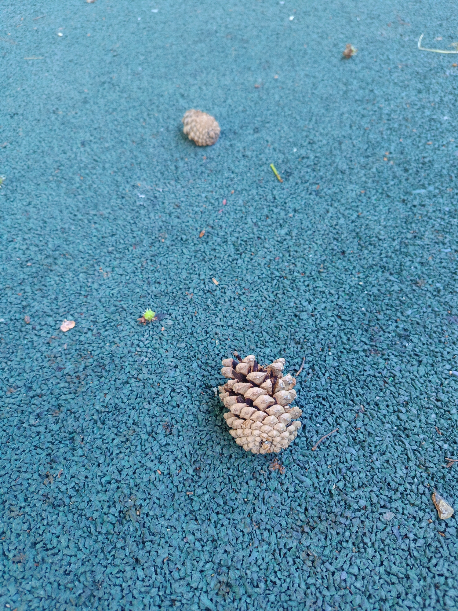 Slow, close look at an urban park on a summer morning