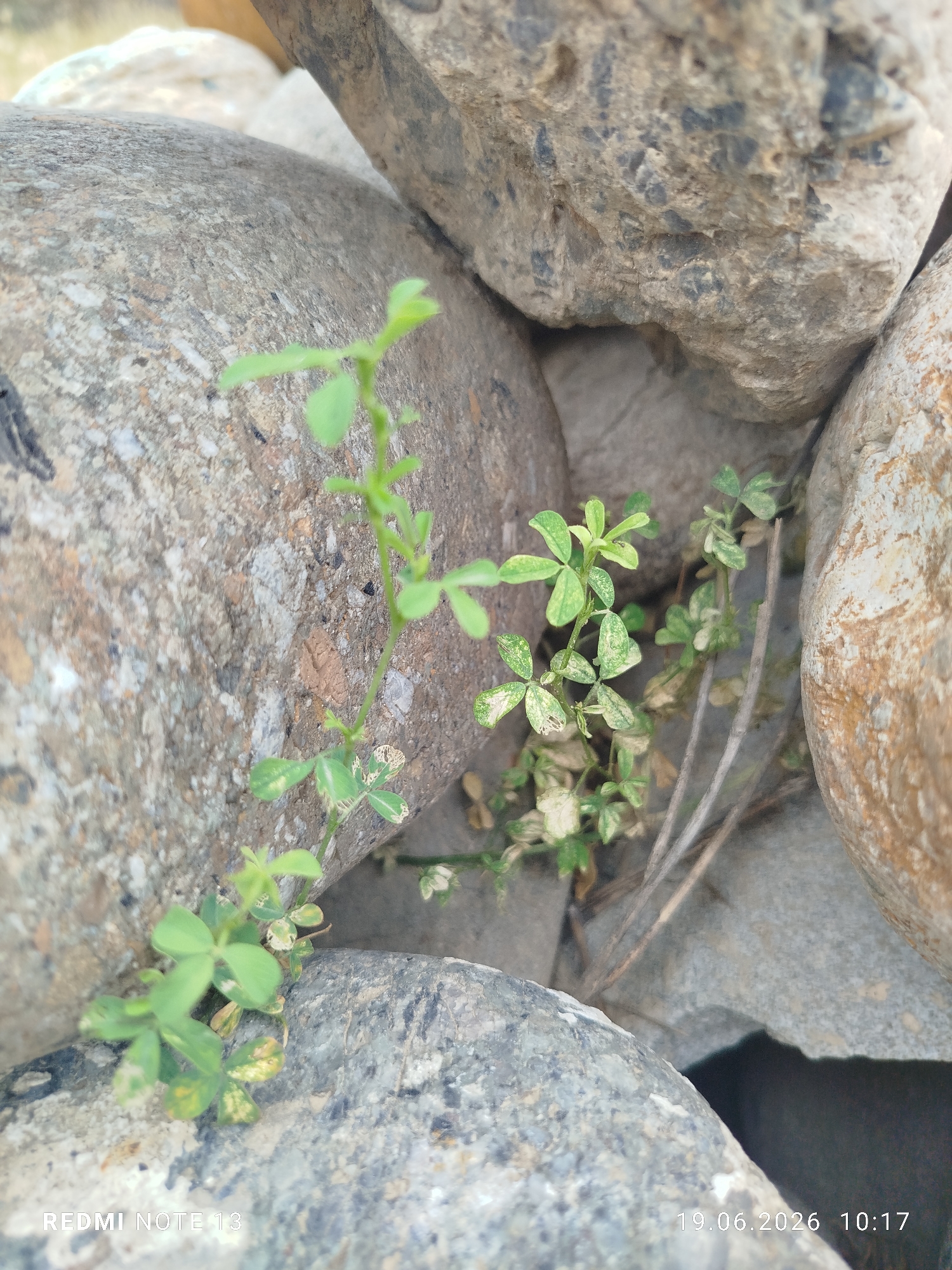 Wildflowers and weeds pushing through rock and rubble in rural Kyrgyzstan