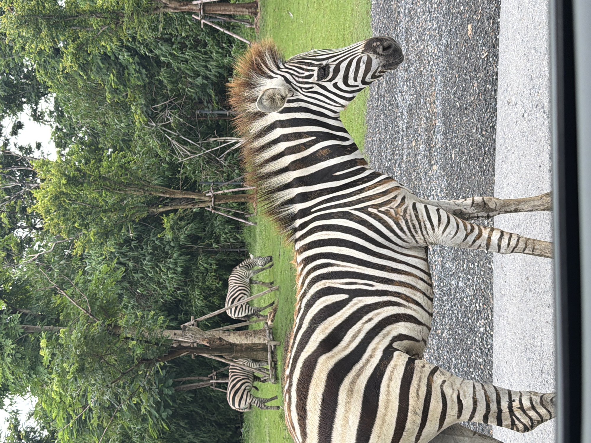 Zebras and camels at a Bangkok zoo