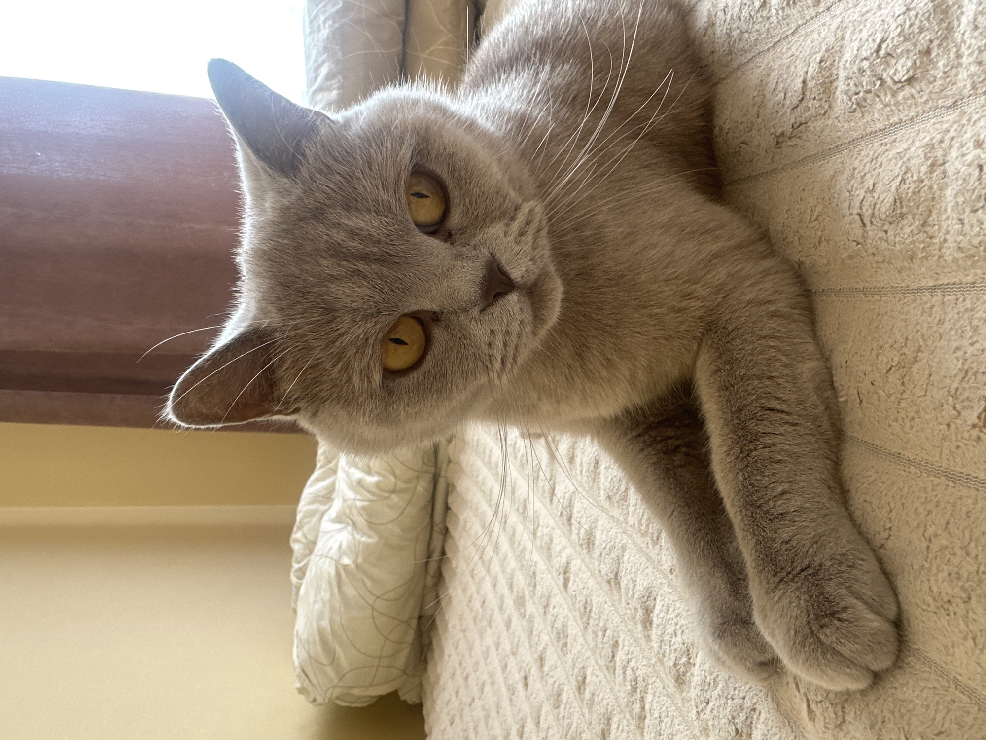 British Shorthair cat chilling on a beige blanket in Ternopil