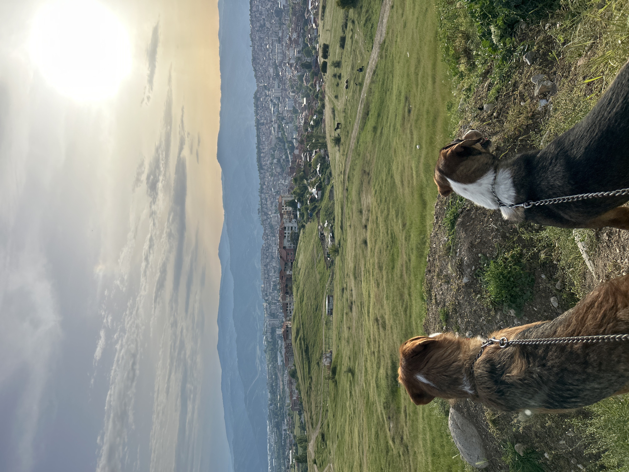 Dogs and cats documented in Polenitsa, Bulgaria homes
