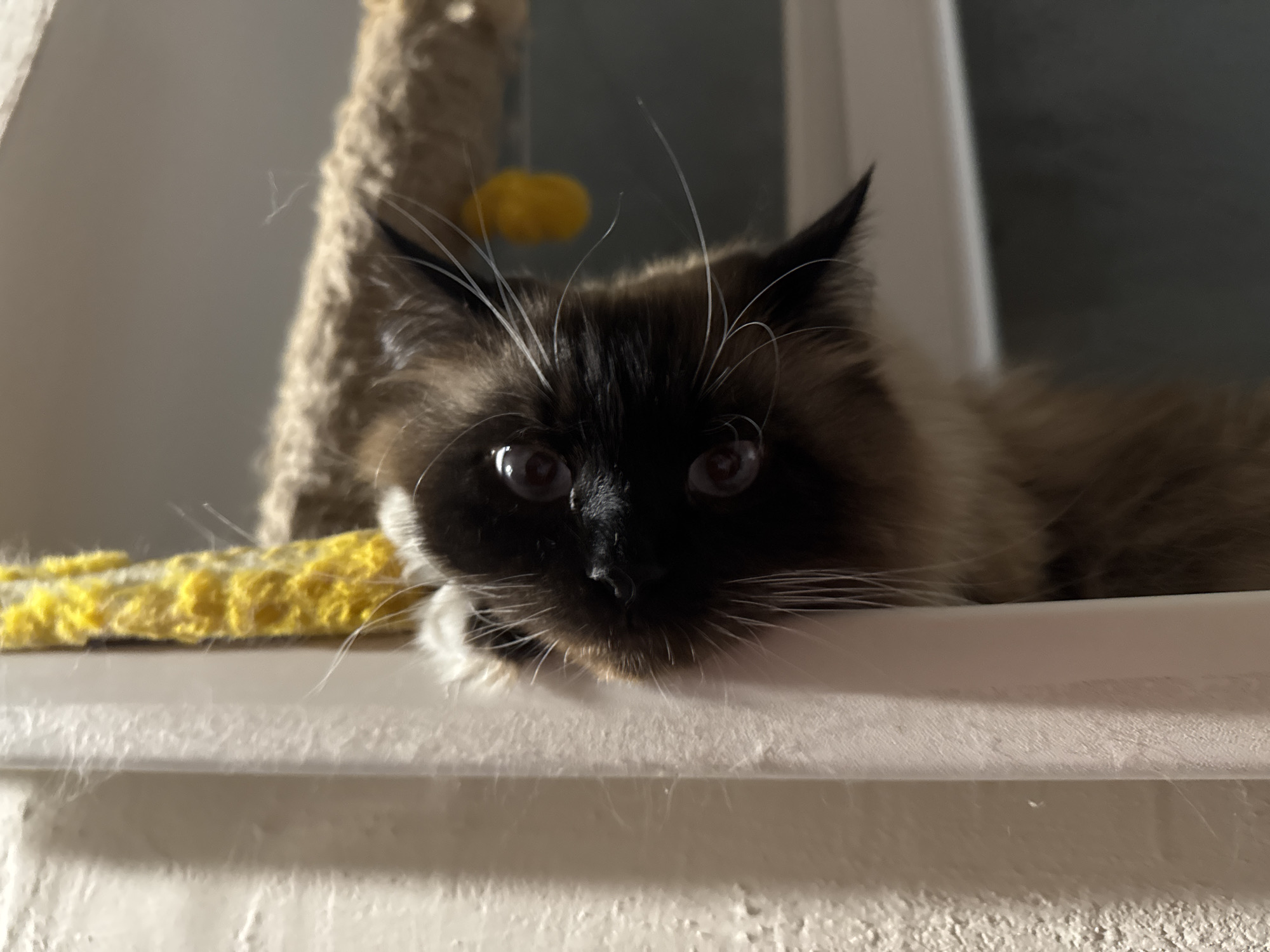 Fluffy Siamese-mix cat lounging, playing, and eating indoors