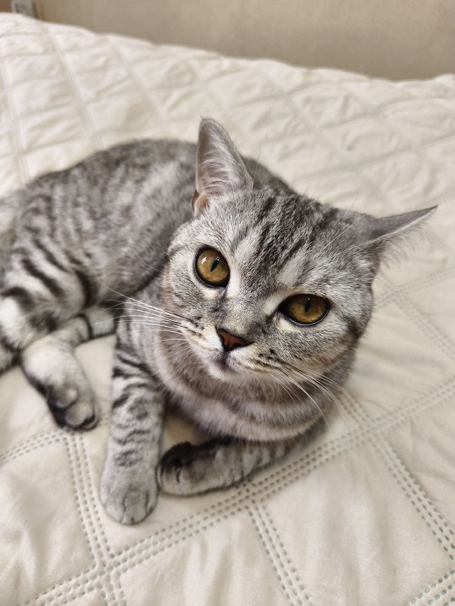 Grey tabby cat resting on a quilted surface, eye-level close-ups