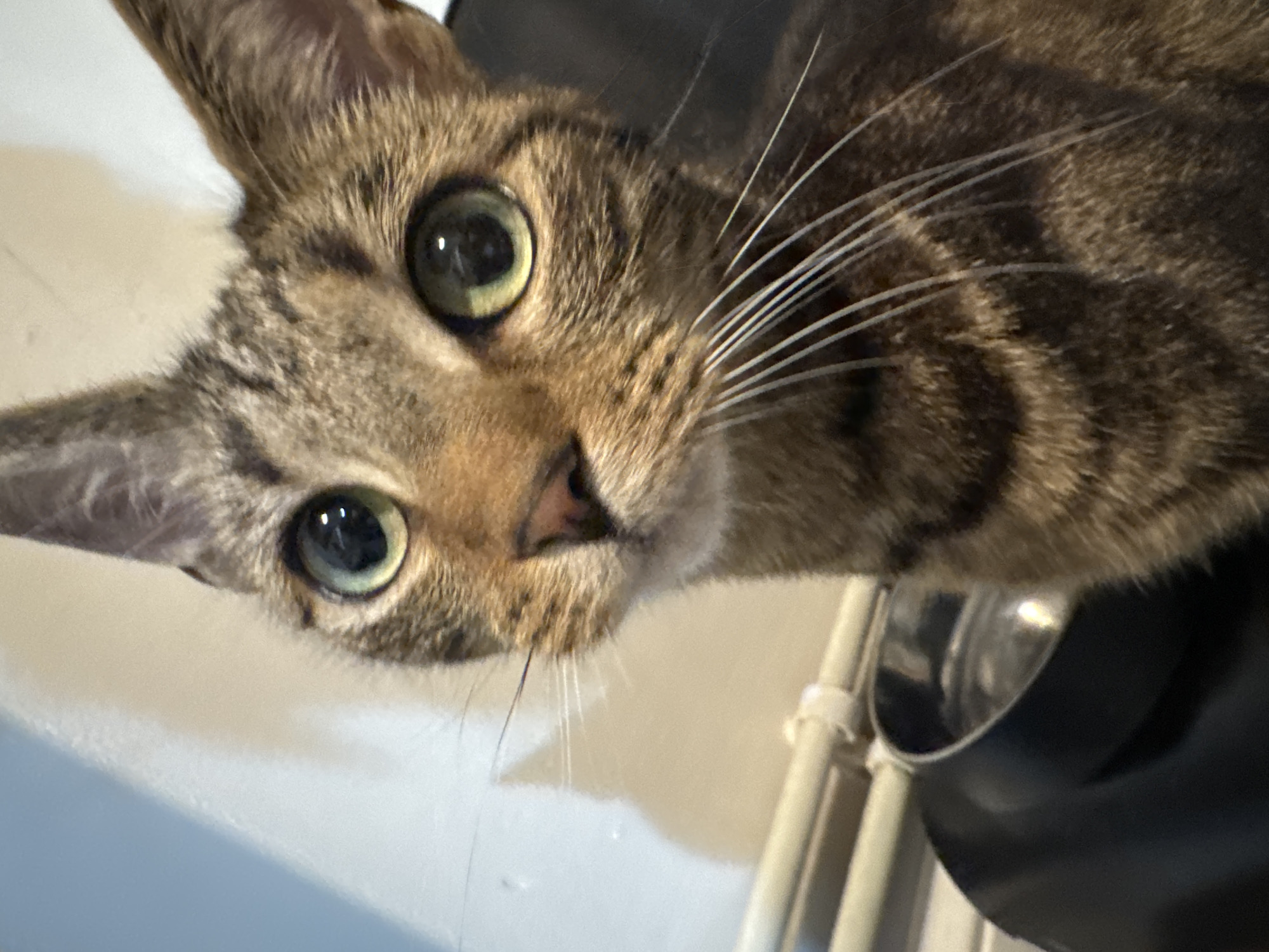 Tabby cat photographed multiple times in Desborough home