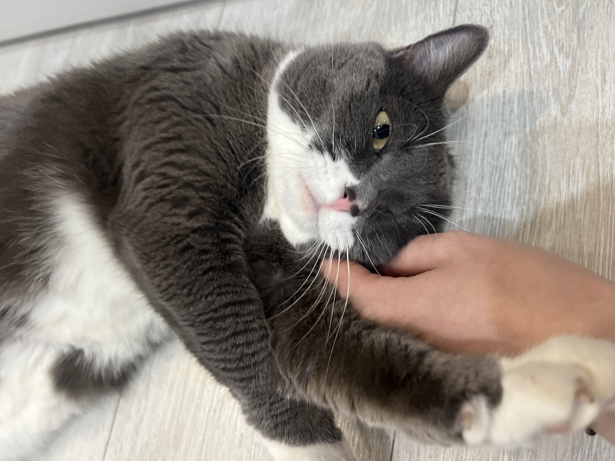 Gray cat observed in Tyumen home Friday afternoon