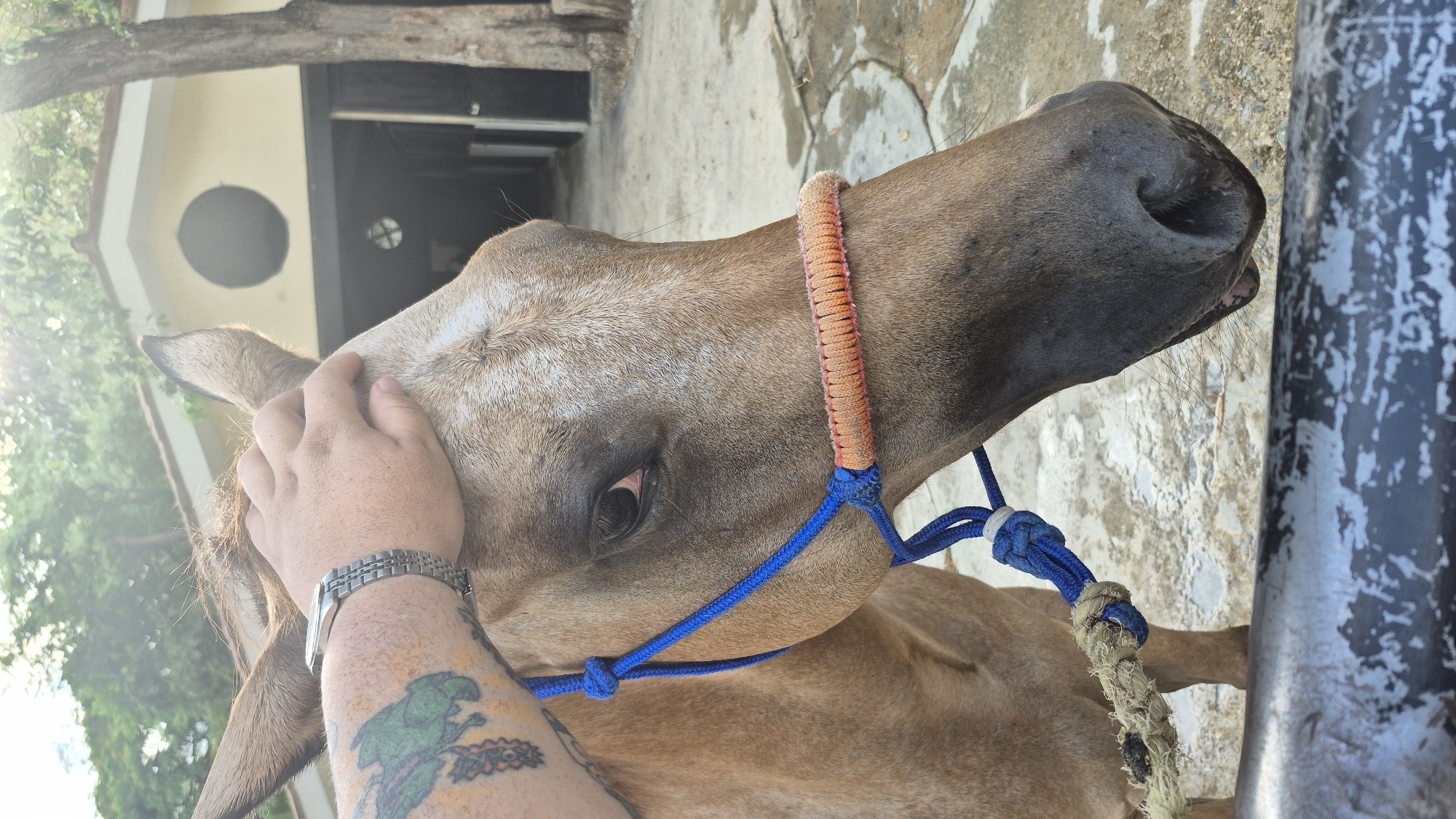 Horses in enclosures observed in Valencia, Venezuela