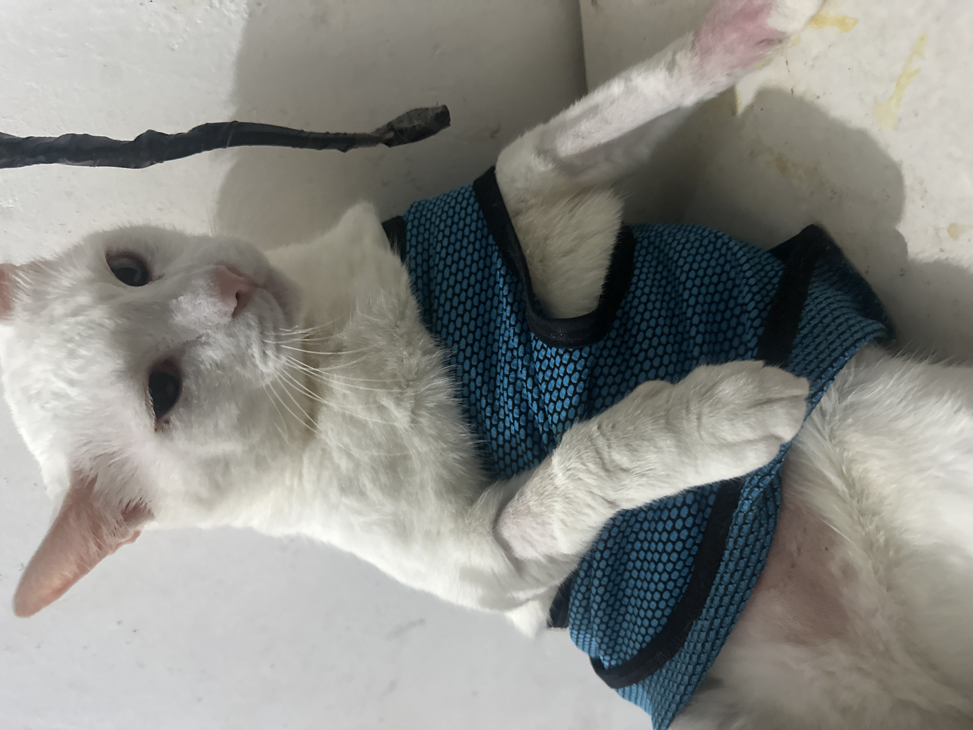 White cat in blue harness rests indoors in North Jakarta