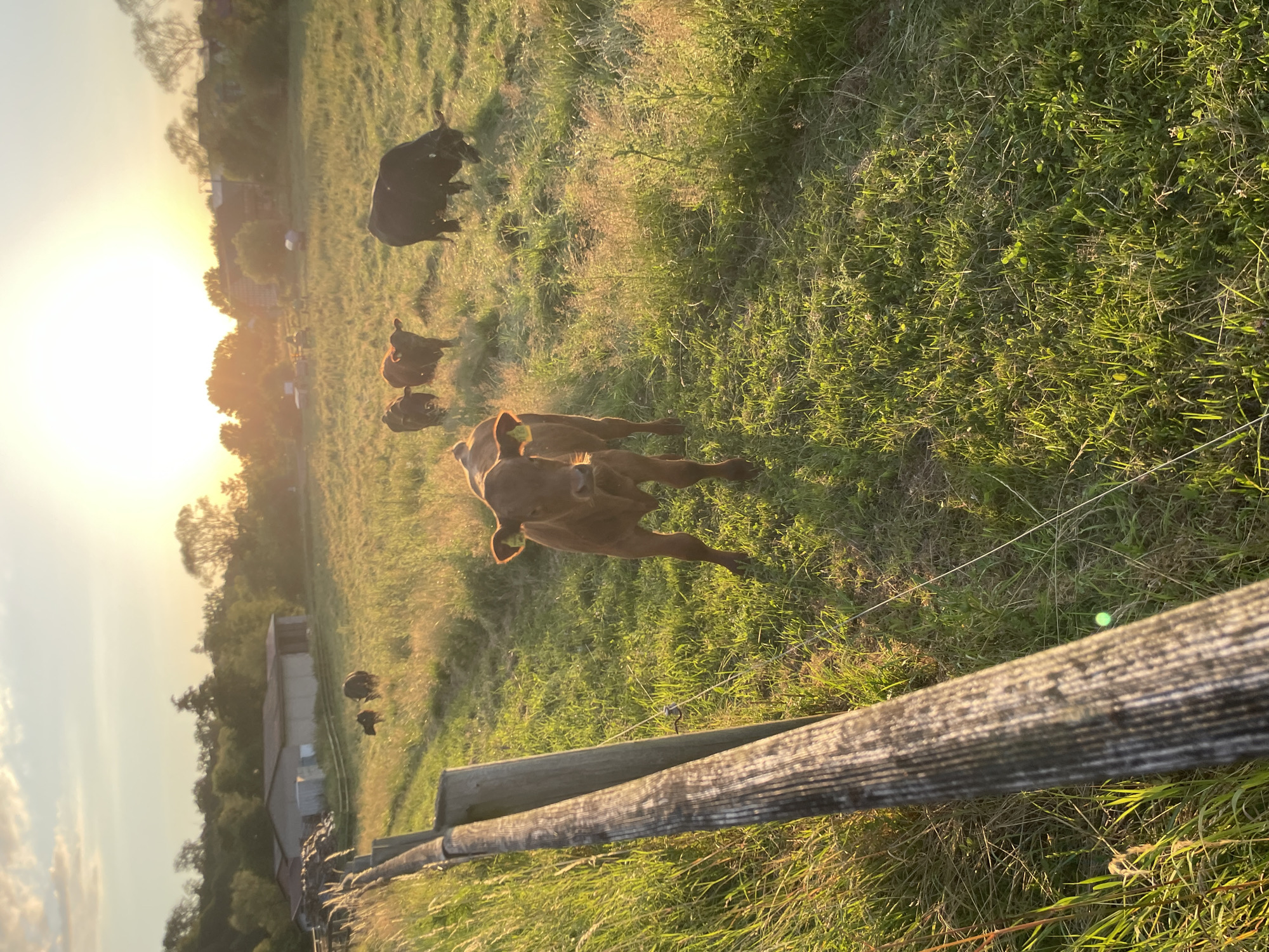 Summer sunset in rural Neukirchen, cows grazing, quiet details
