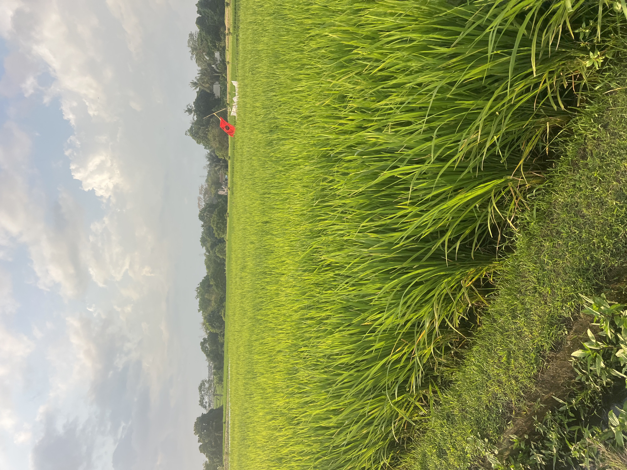 Working rice paddies in Kediri at the height of growing season