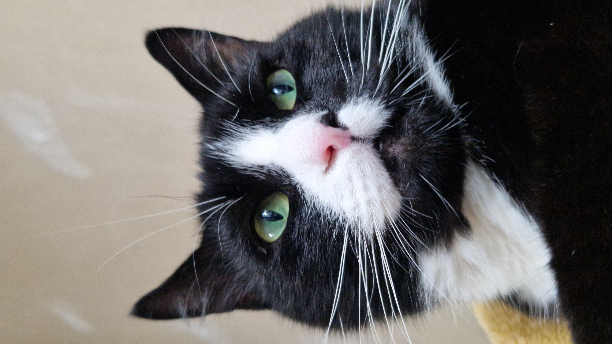 Tuxedo cat's grooming session, shot in close detail in Riga