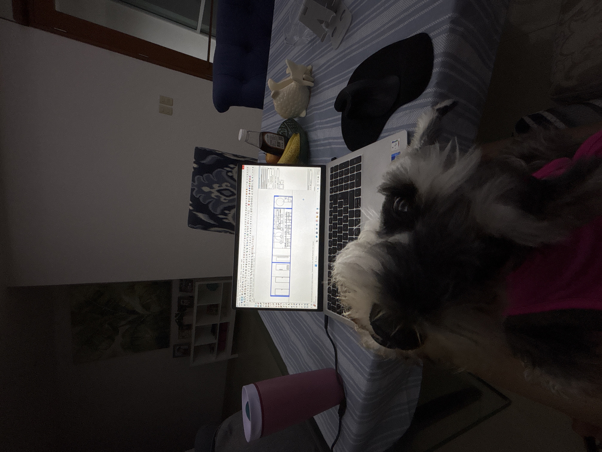 Schnauzer rests near laptop with architectural plans in Mexico