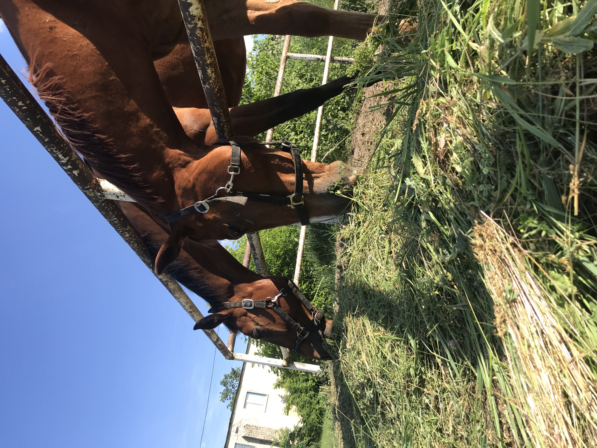 Horses Graze Peacefully in Outdoor Equestrian Setting