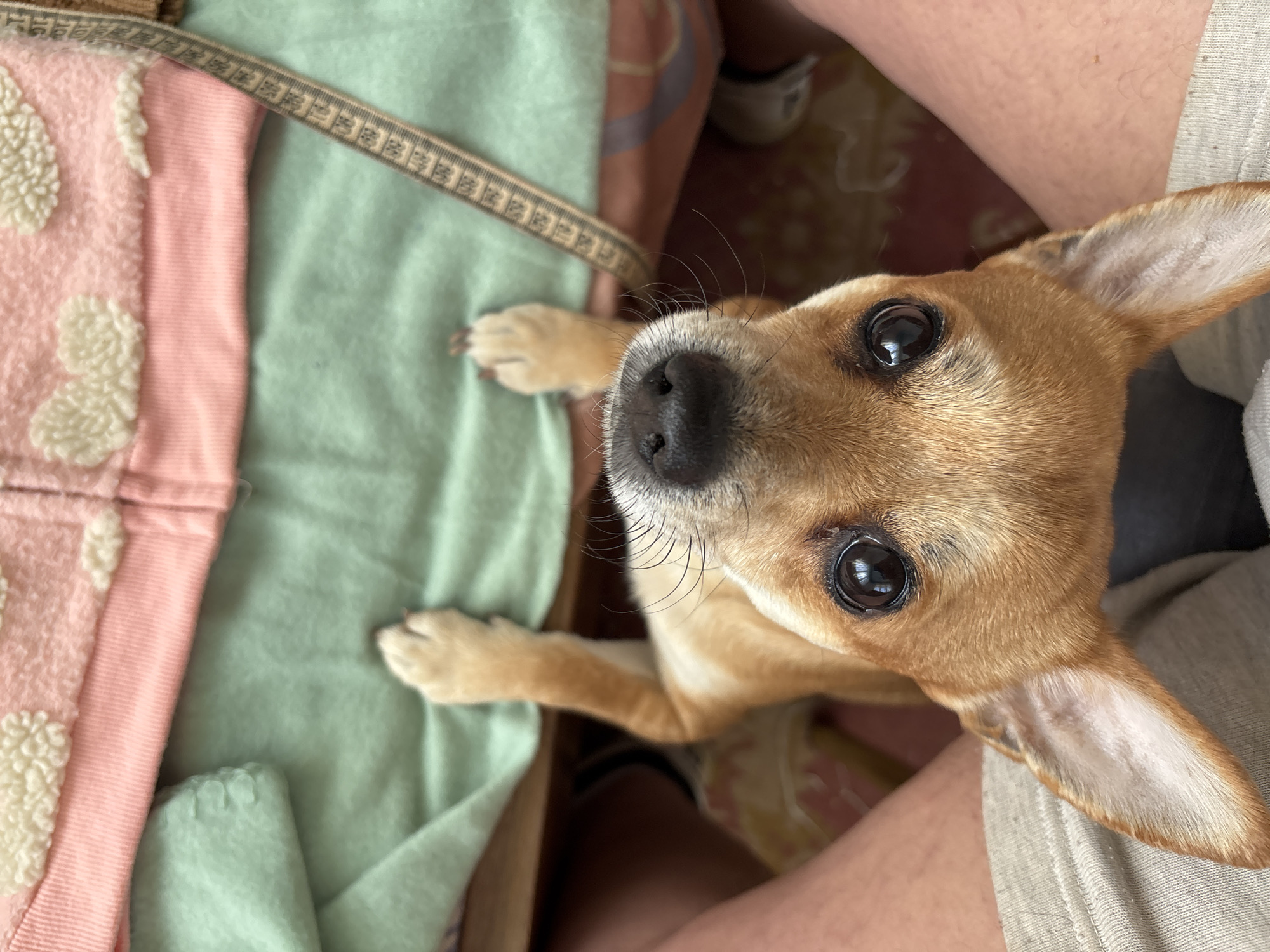Dogs photographed in homes across Kuklen, Bulgaria