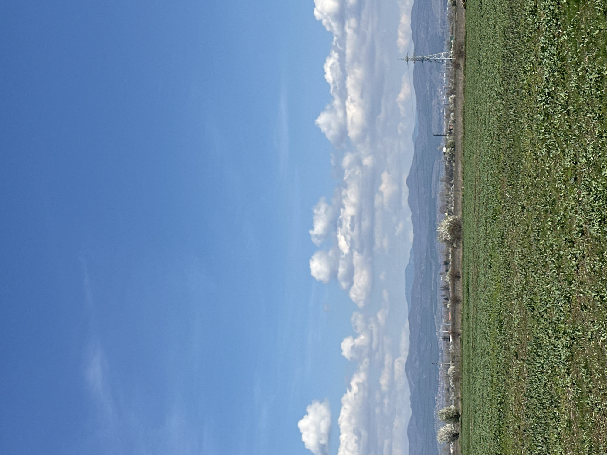 Morning scenes in Sofia: dog plays in fields, energy drinks on table