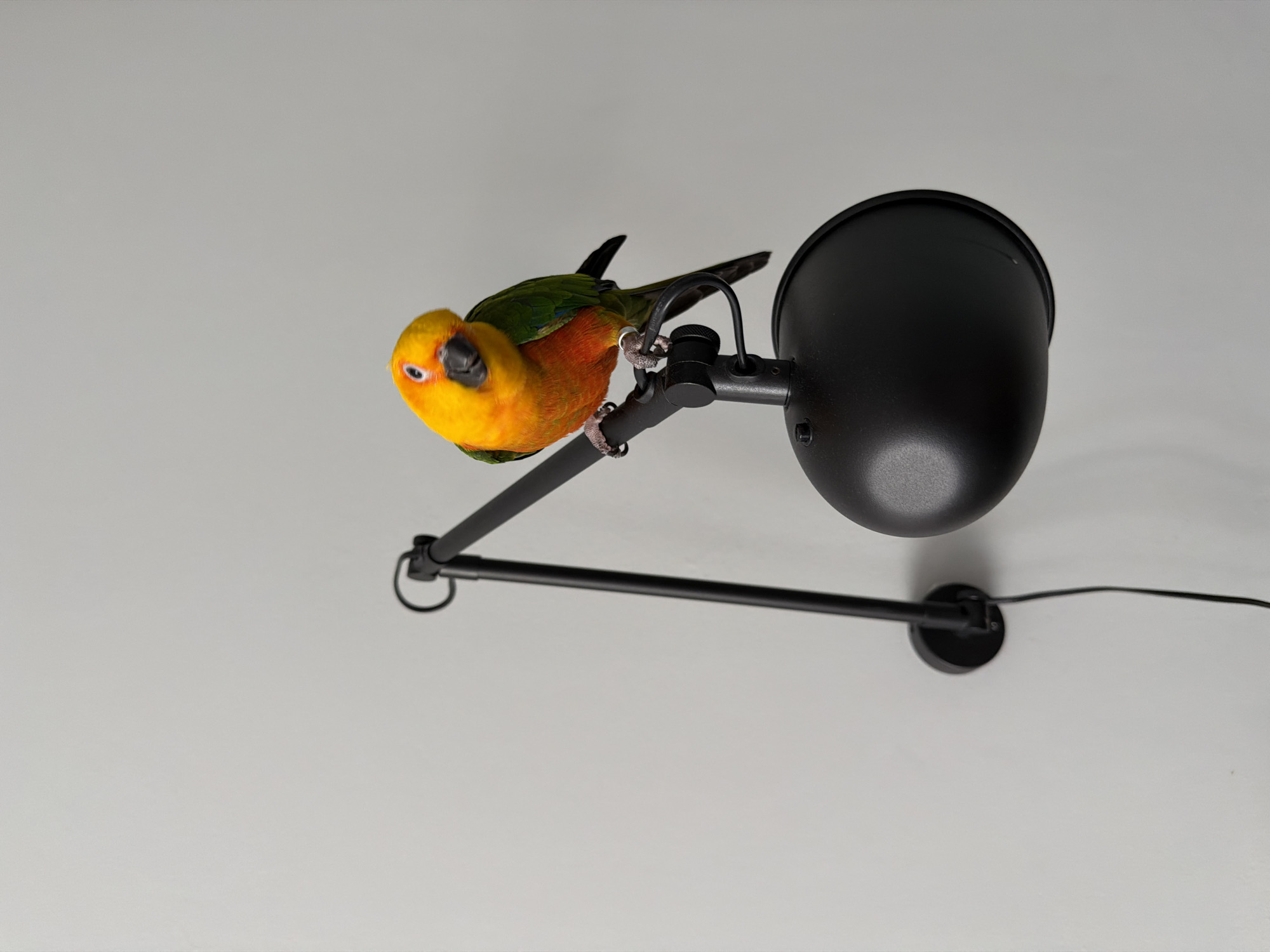 Woman interacts with colorful parrot near desk lamp in Khimki