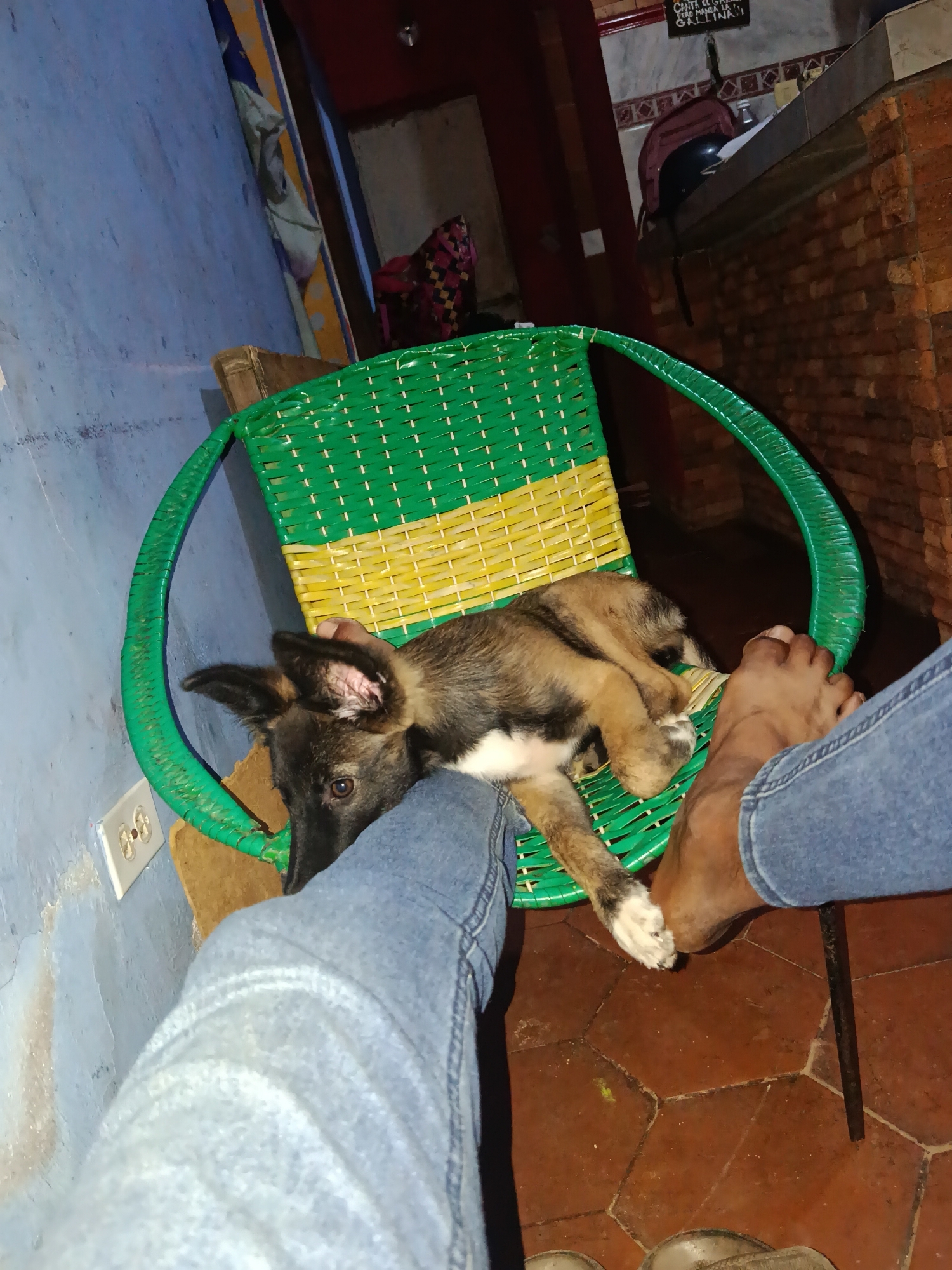 Puppy antics on a woven chair in Juan Griego at midnight