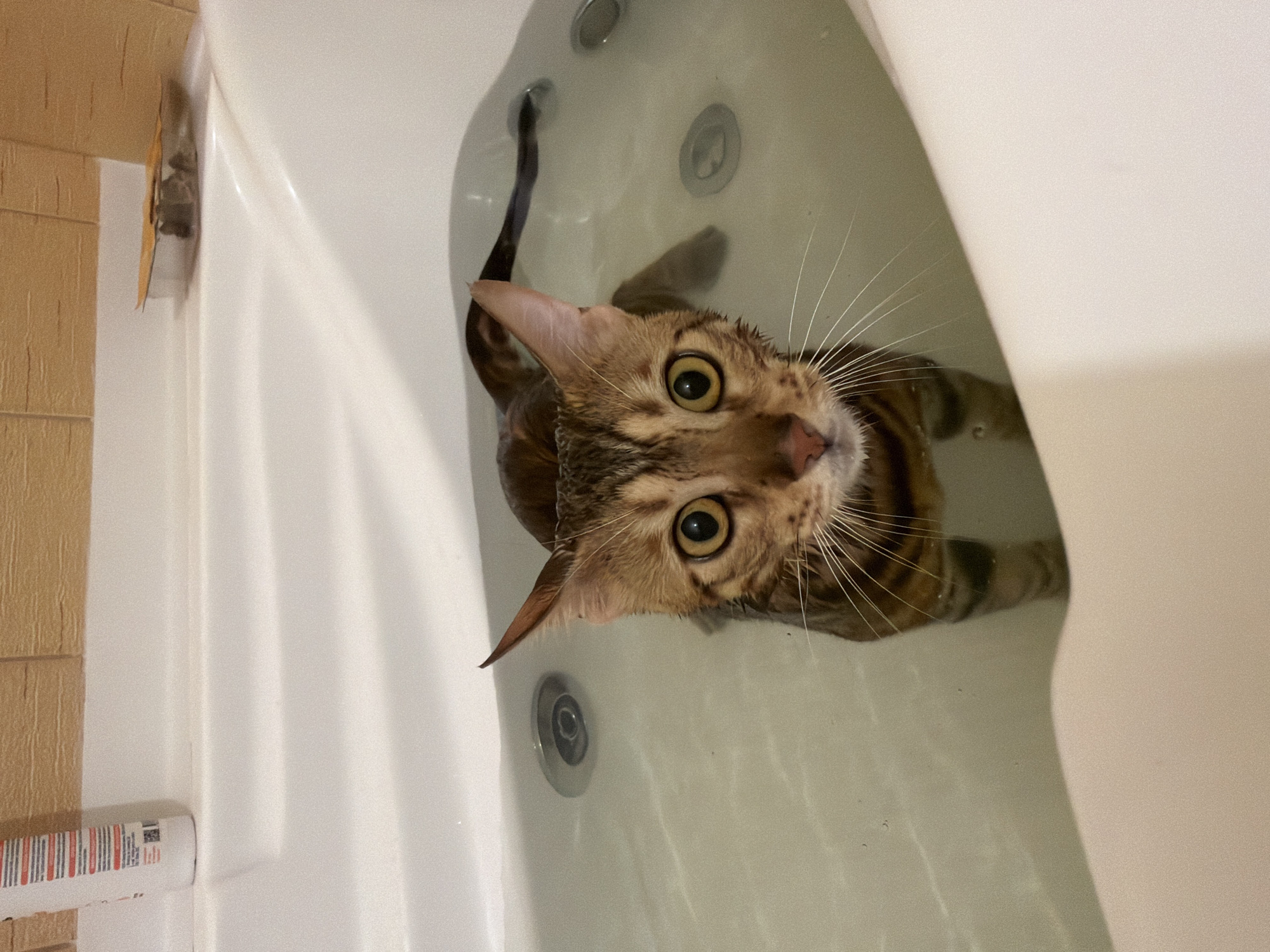 Bengal cat's morning routine documented in Krasnoyarsk home