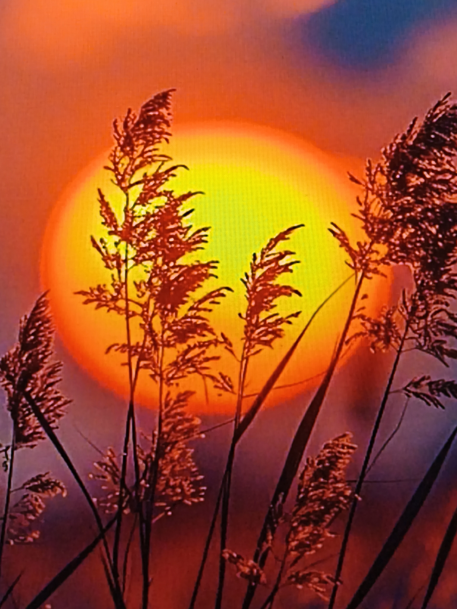 A personal mix of nature shots and art saves from Steblivka